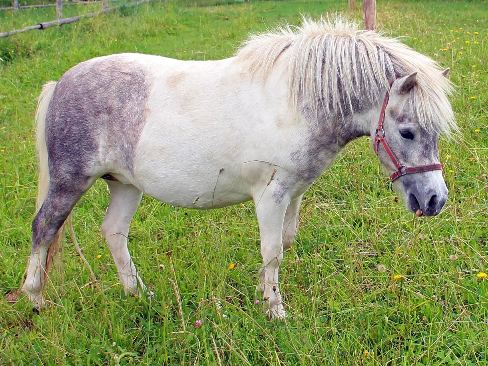 Tovero pinto horse