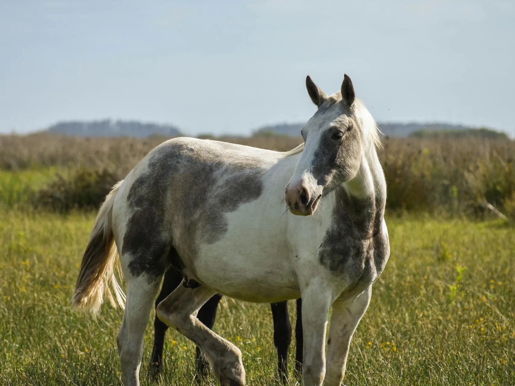 Tovero pinto horse