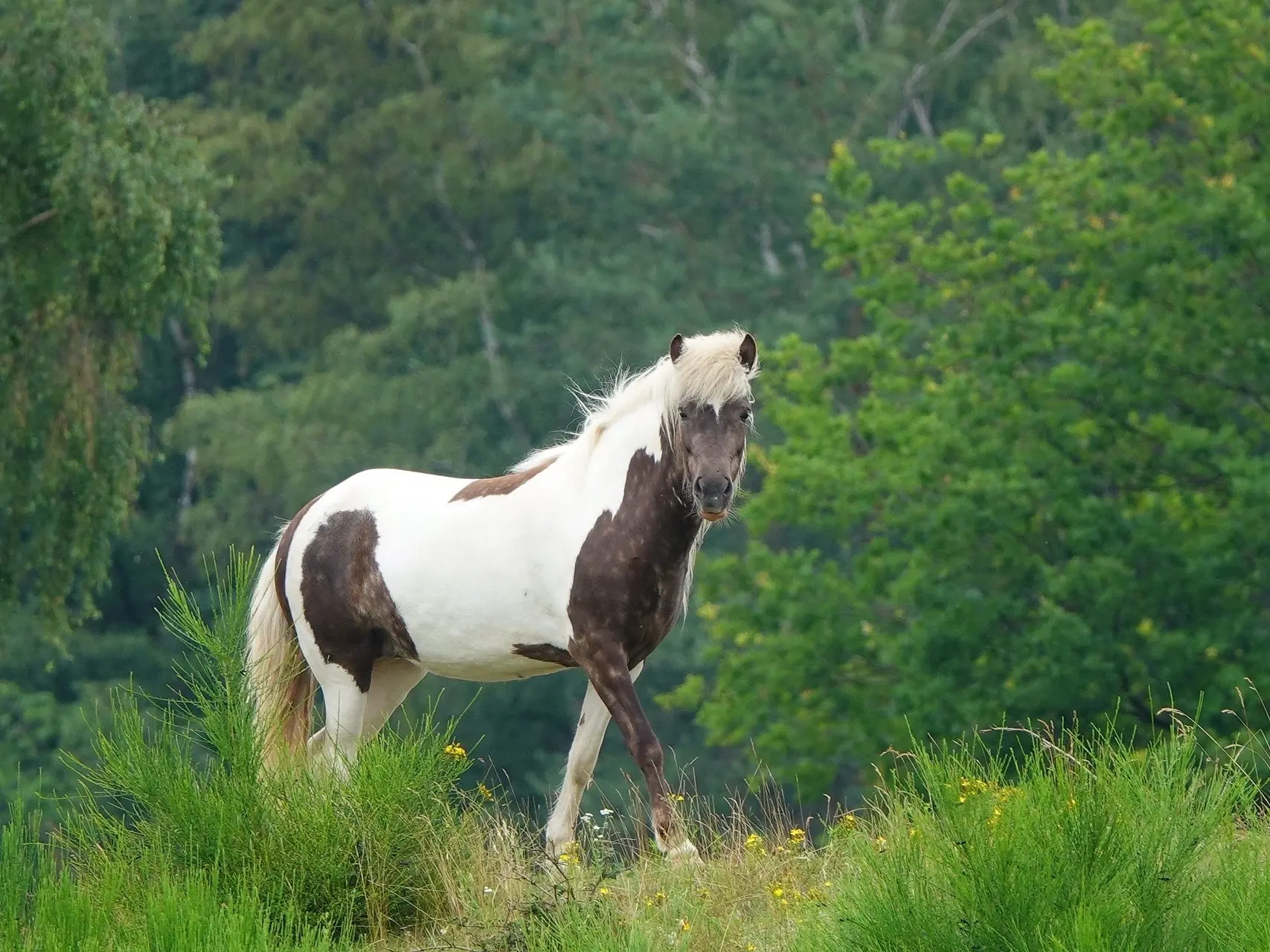 Tovero pinto horse