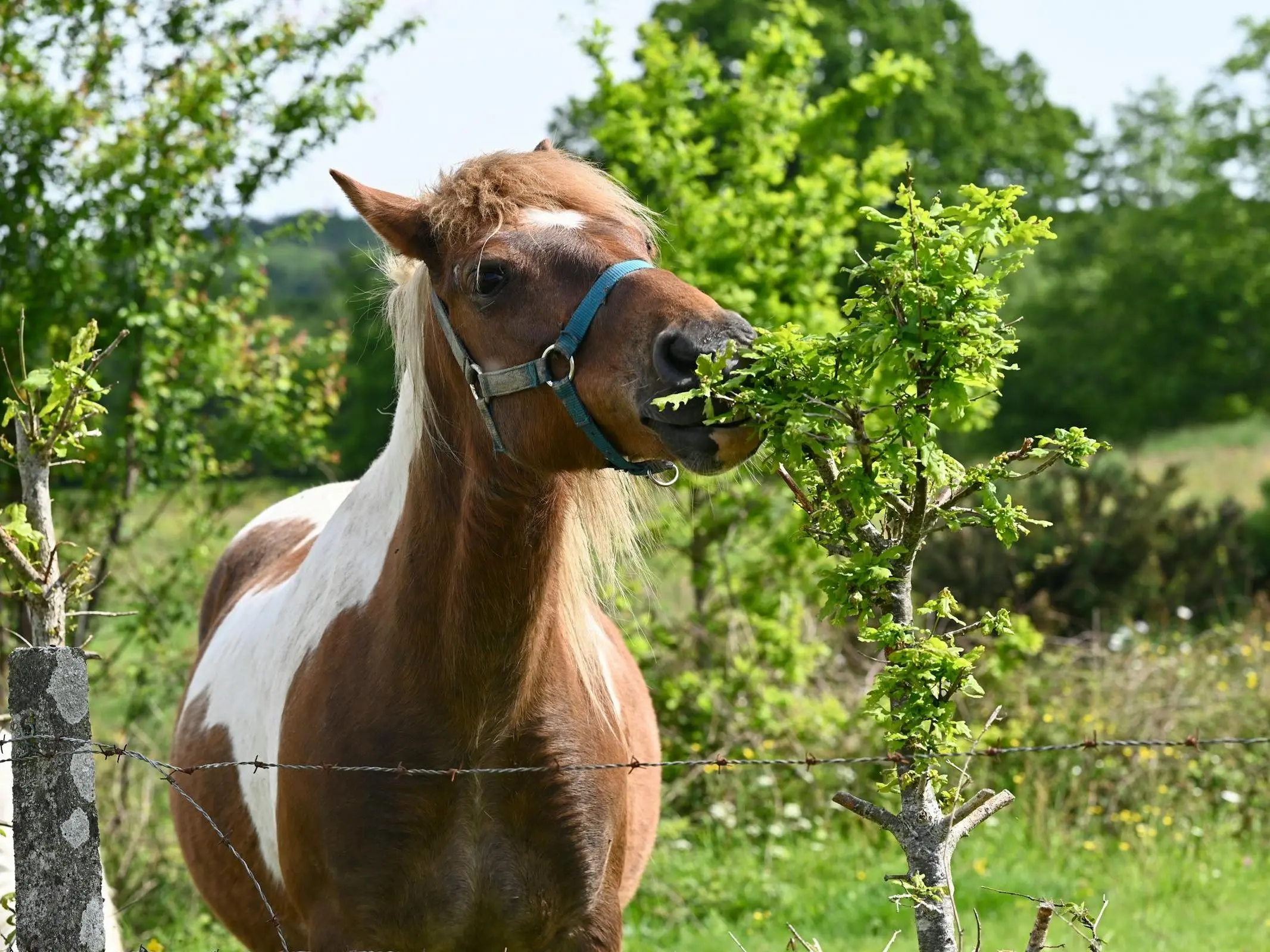 Horse next to a hydrangea bush