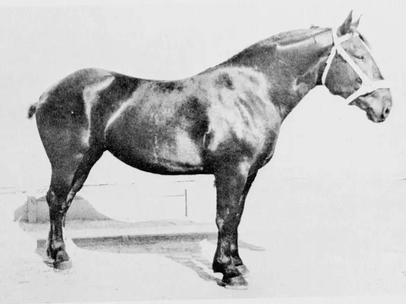 Trait du Maine Horse