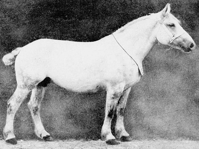 Trait du Maine Horse