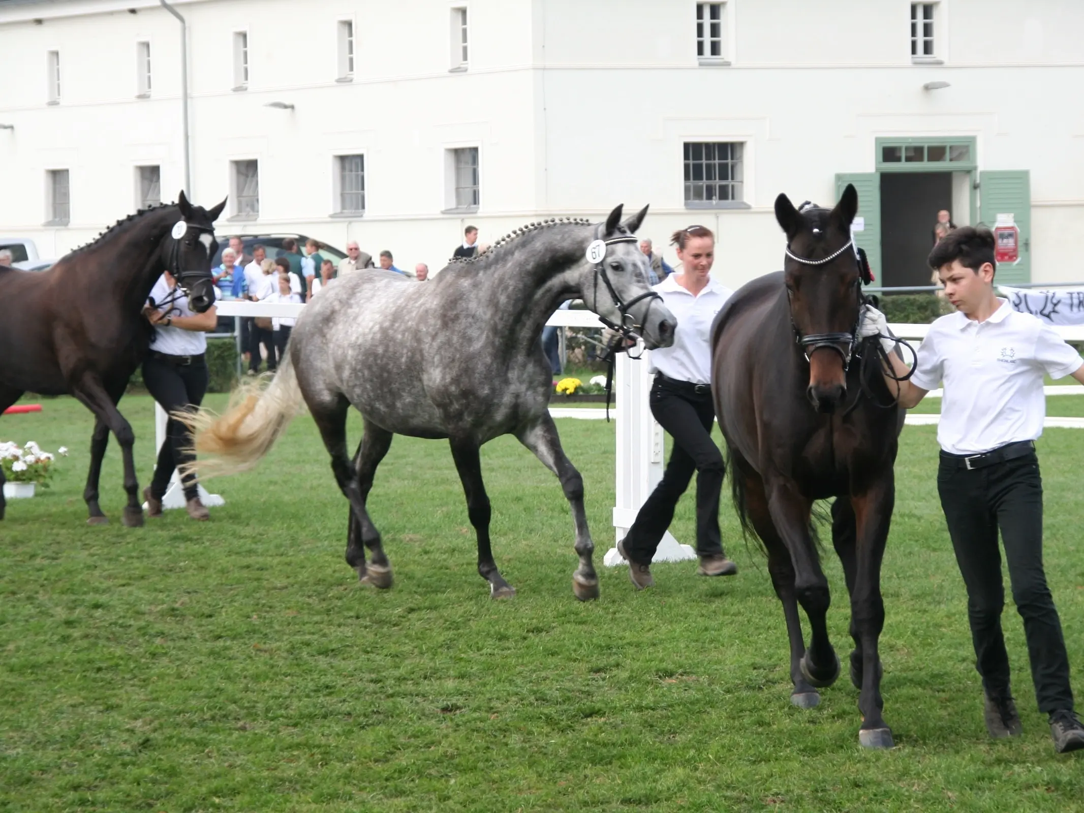 Trakehner Horse