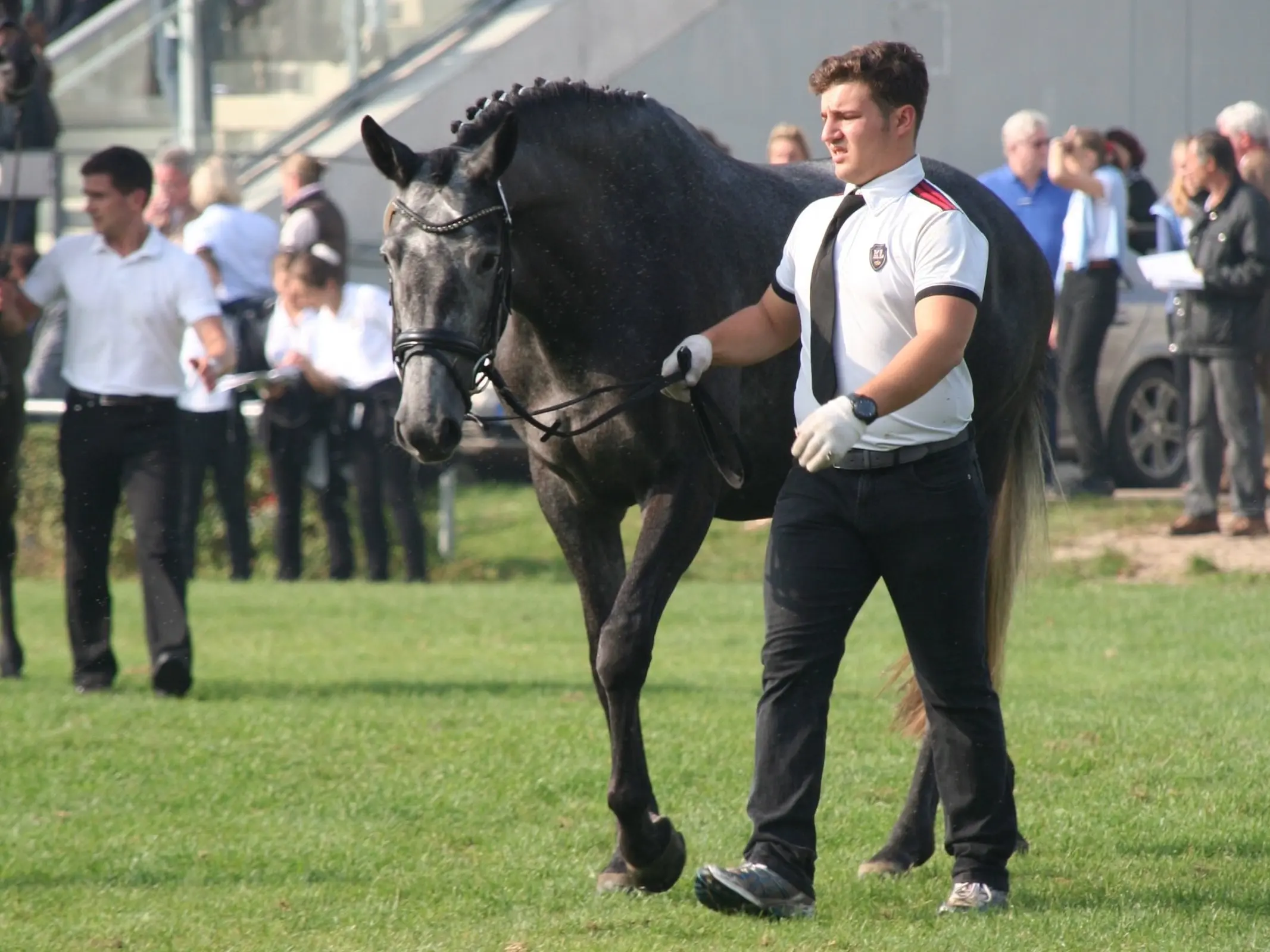 Trakehner Horse