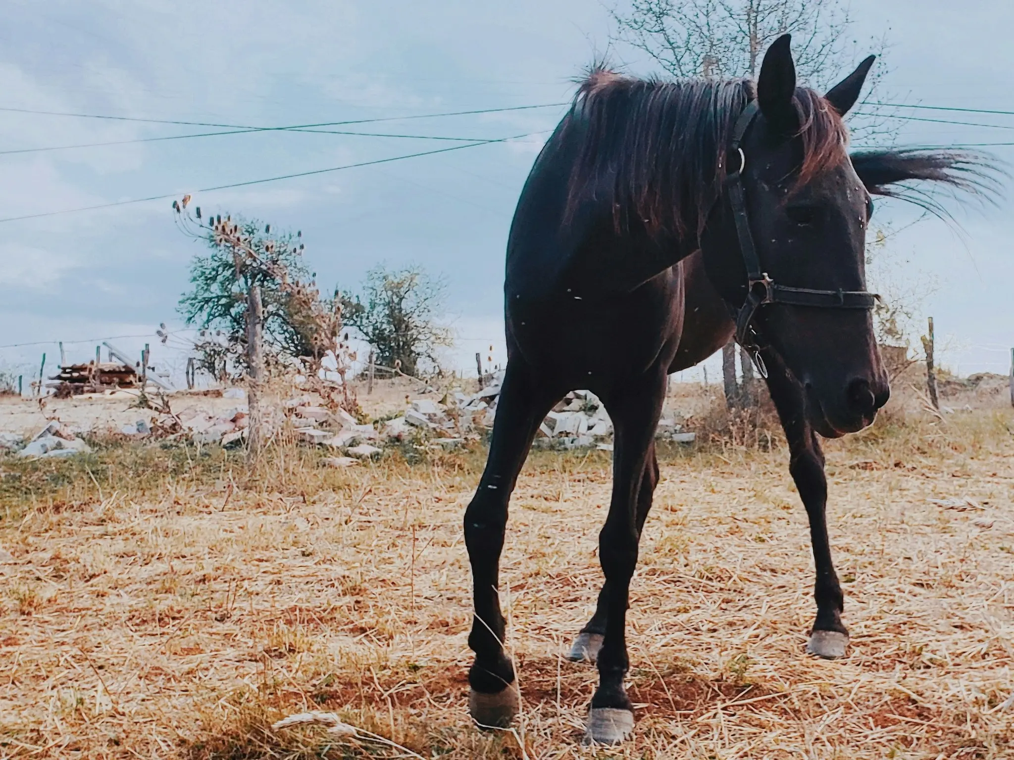 Trakya Horse