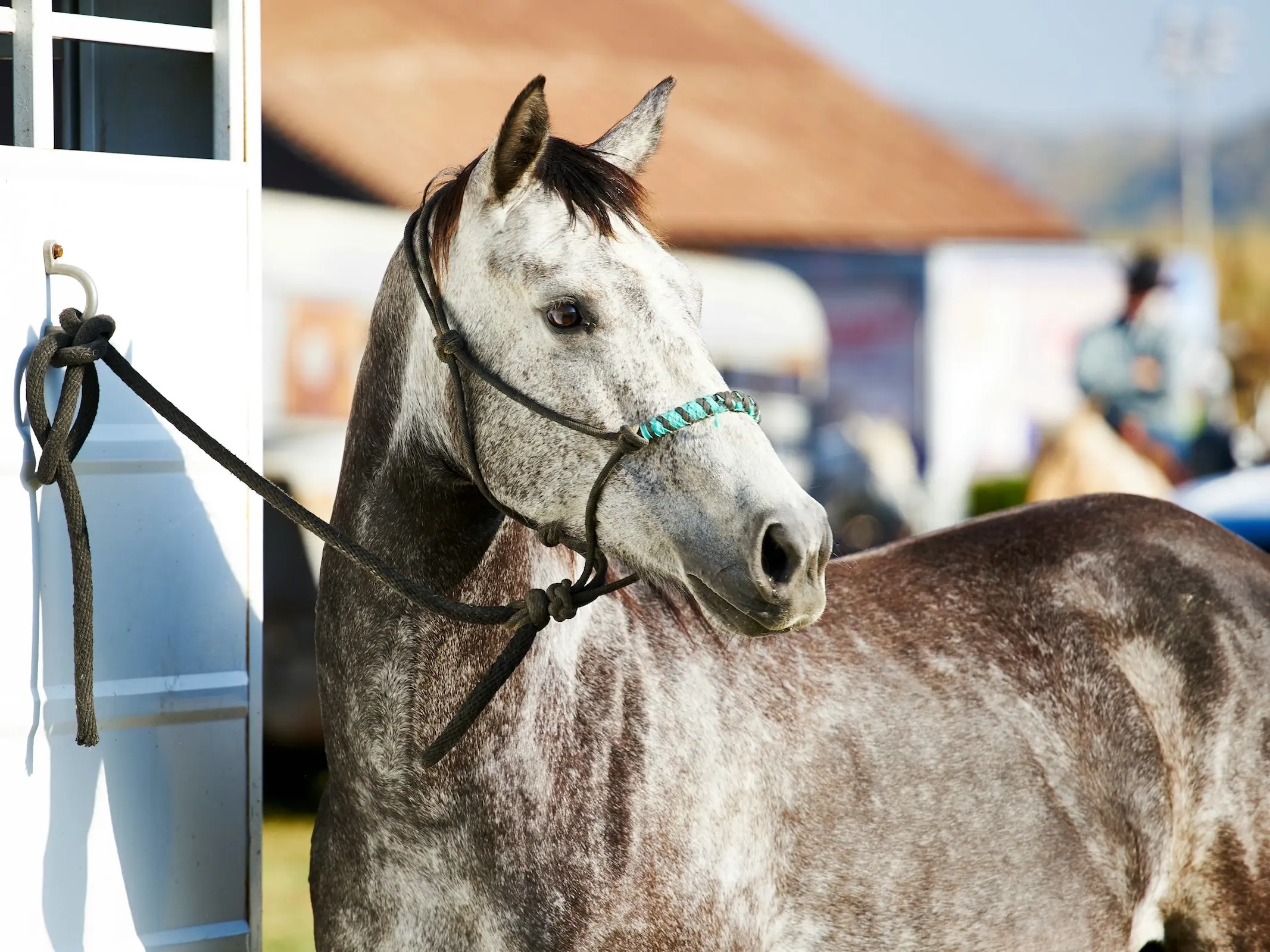 Horse tied to a in trailer