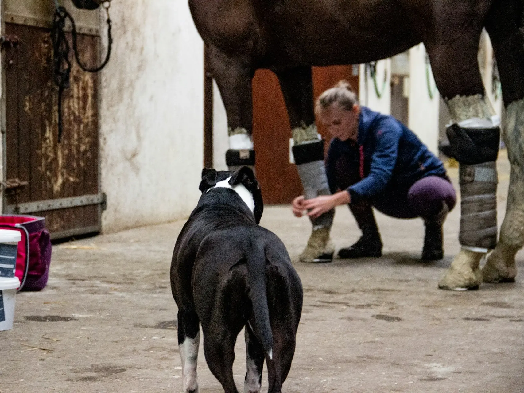 Woman wrapping a horses legs for transport