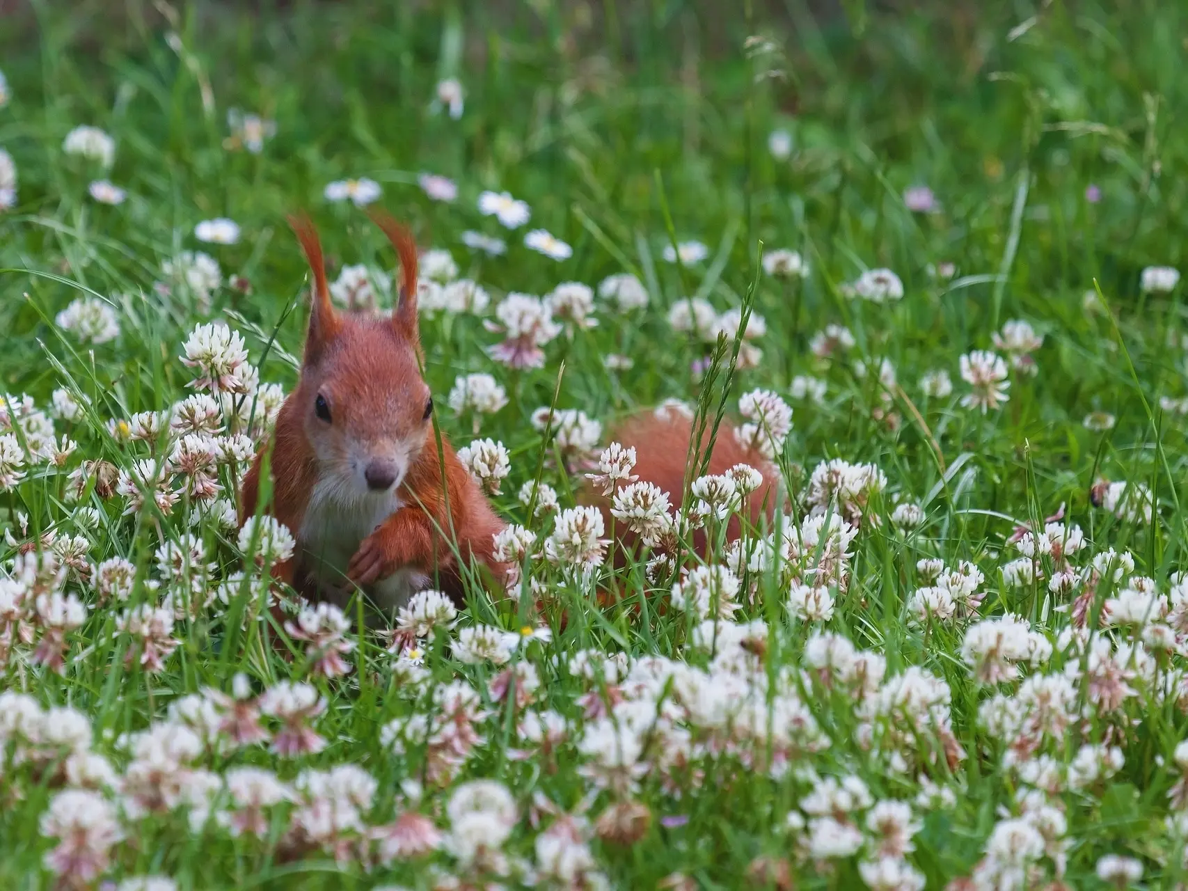 Alsike Clover