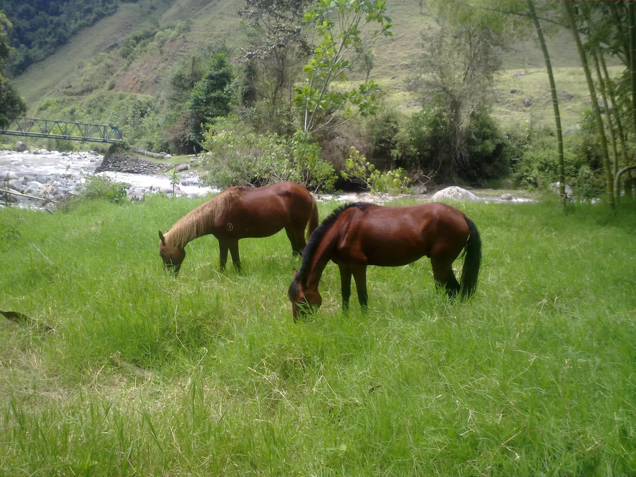 Trochador Horse