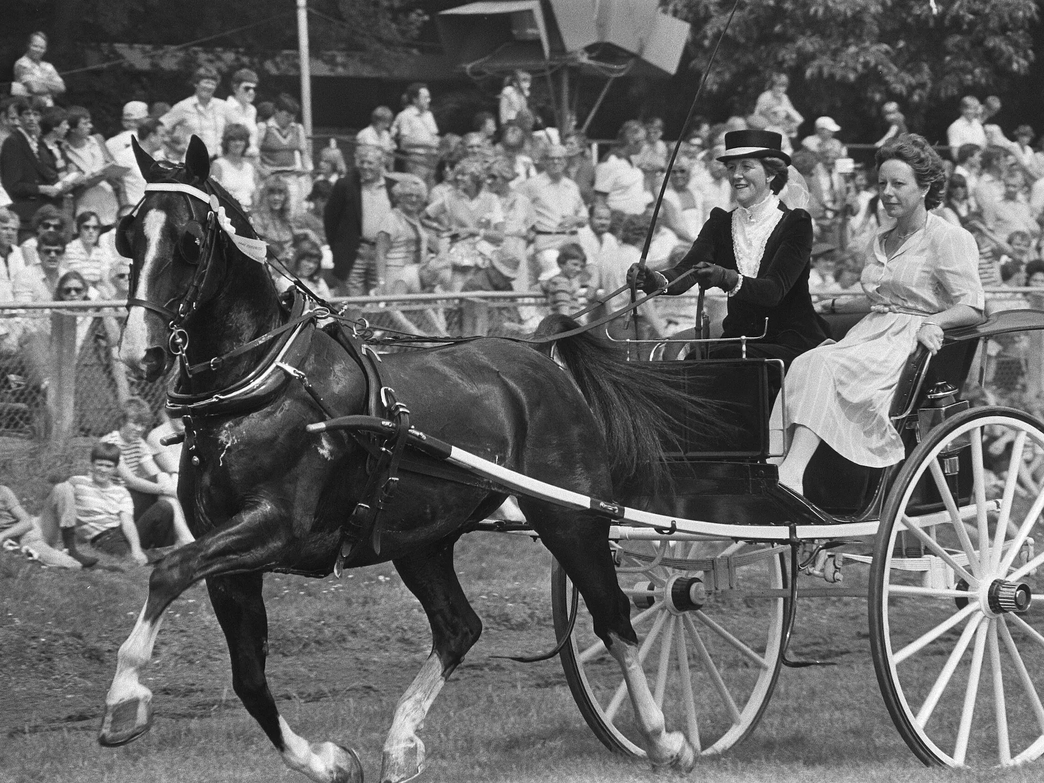 Dutch KWPN Harness Horse