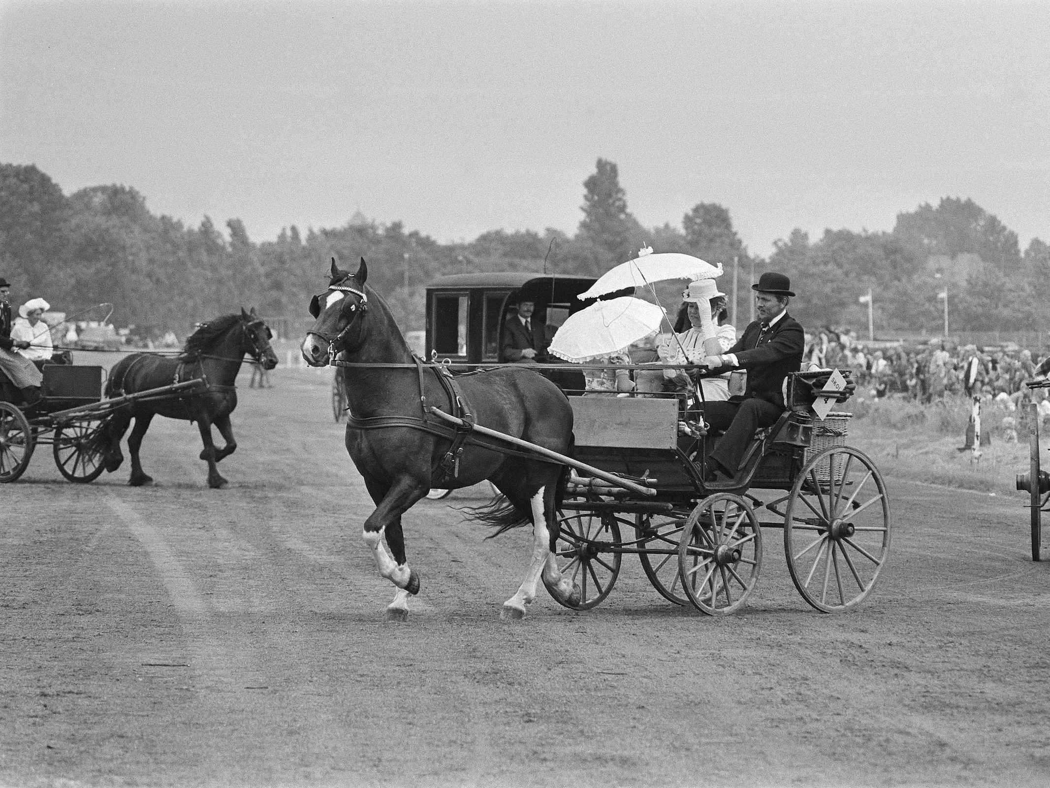 Dutch KWPN Harness Horse