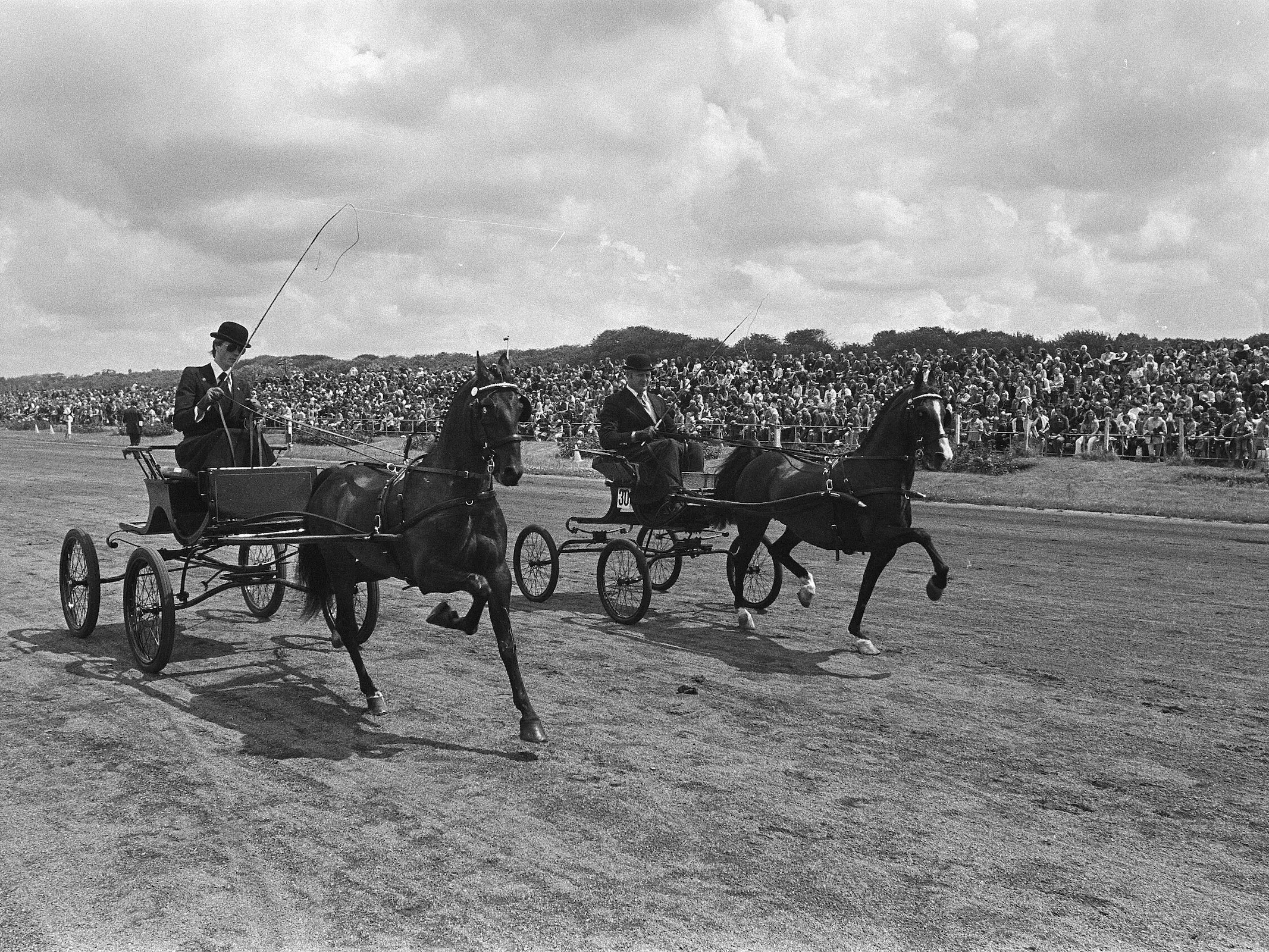 Dutch KWPN Harness Horse