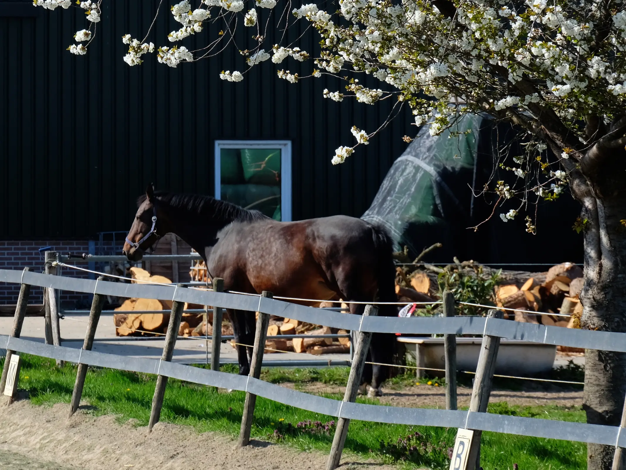 Dutch Harness Horse