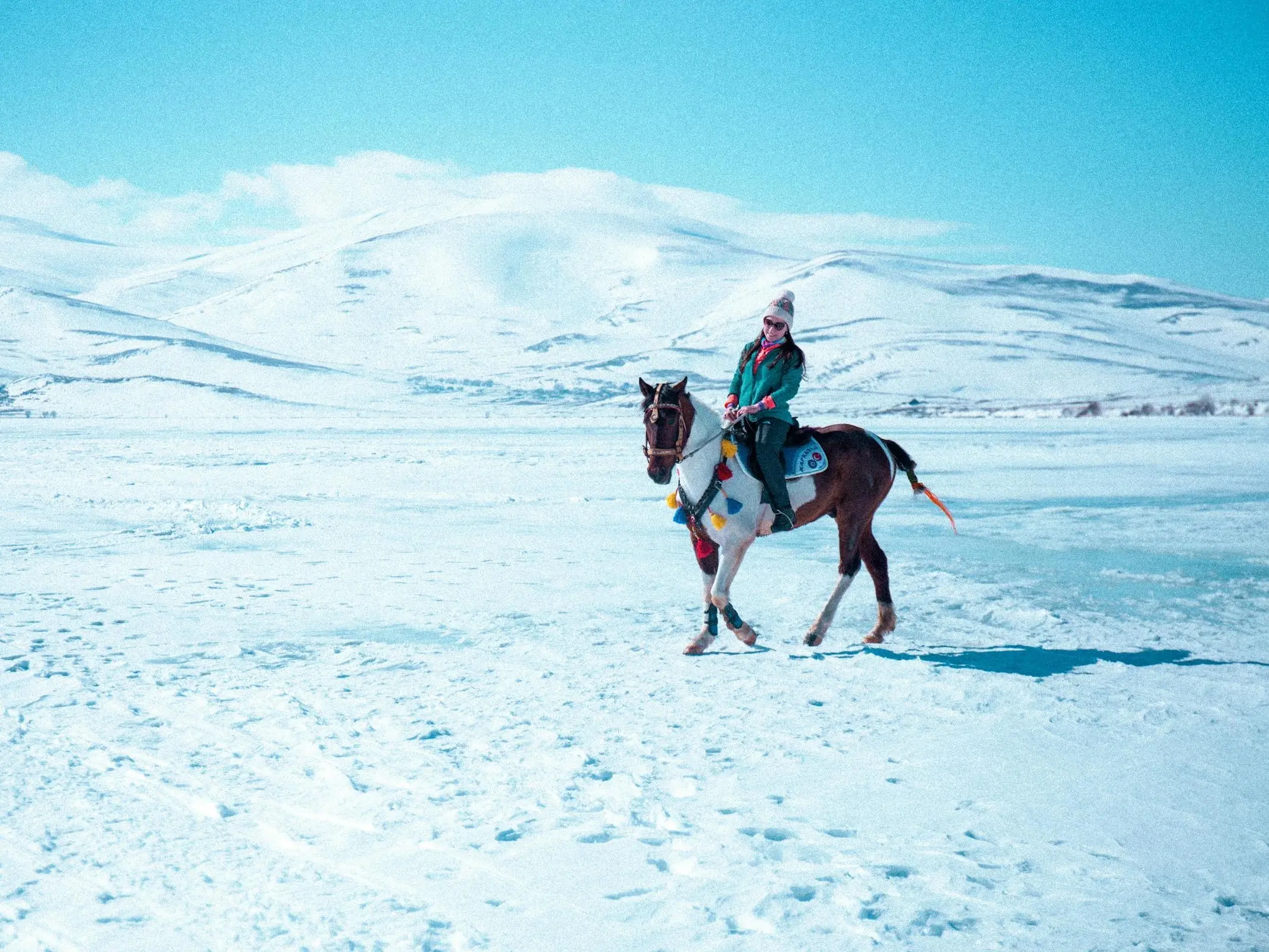 Turkish Alaca Horse