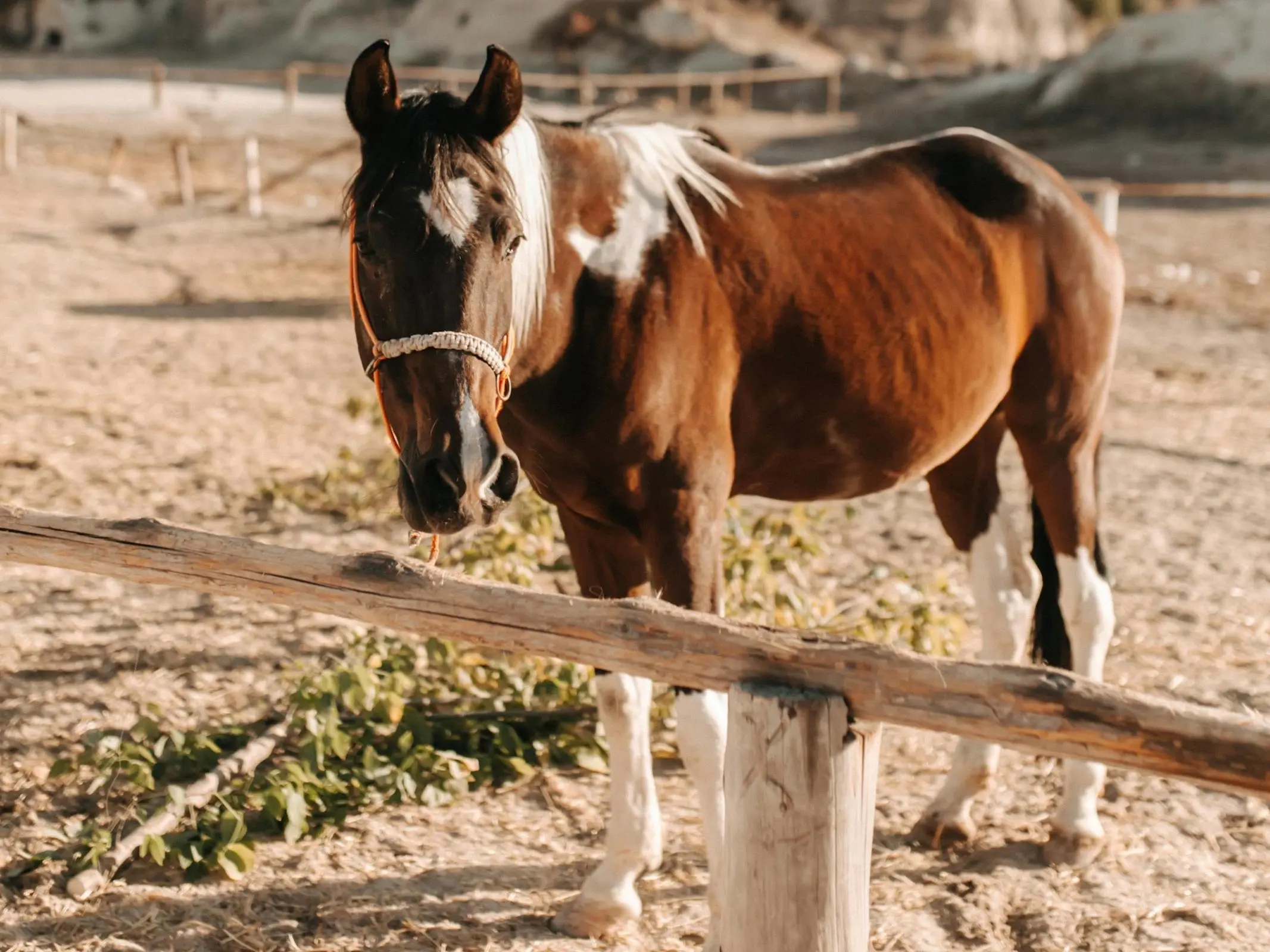 Turkish Alaca Horse