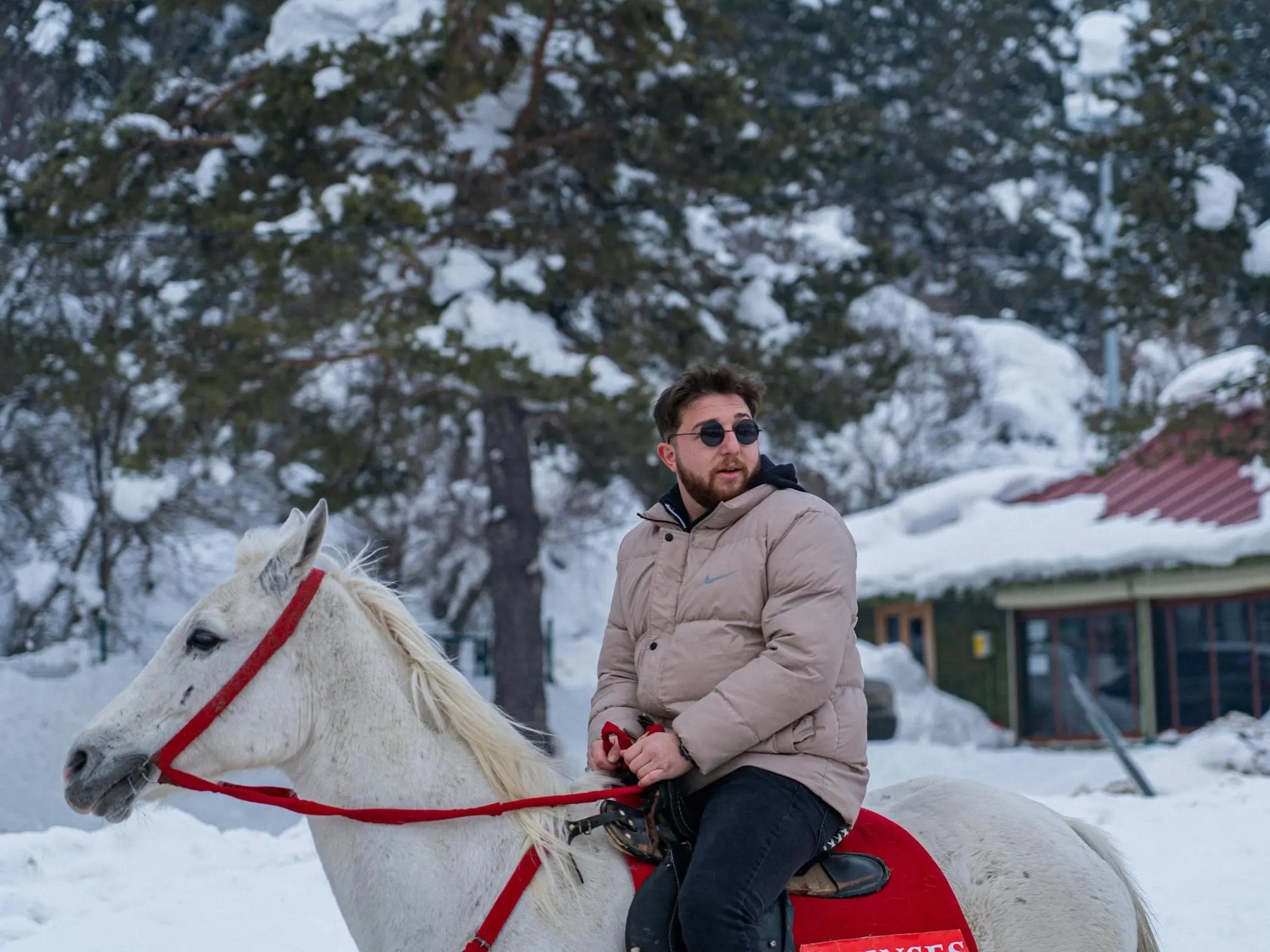 Turkish Arabian Horse