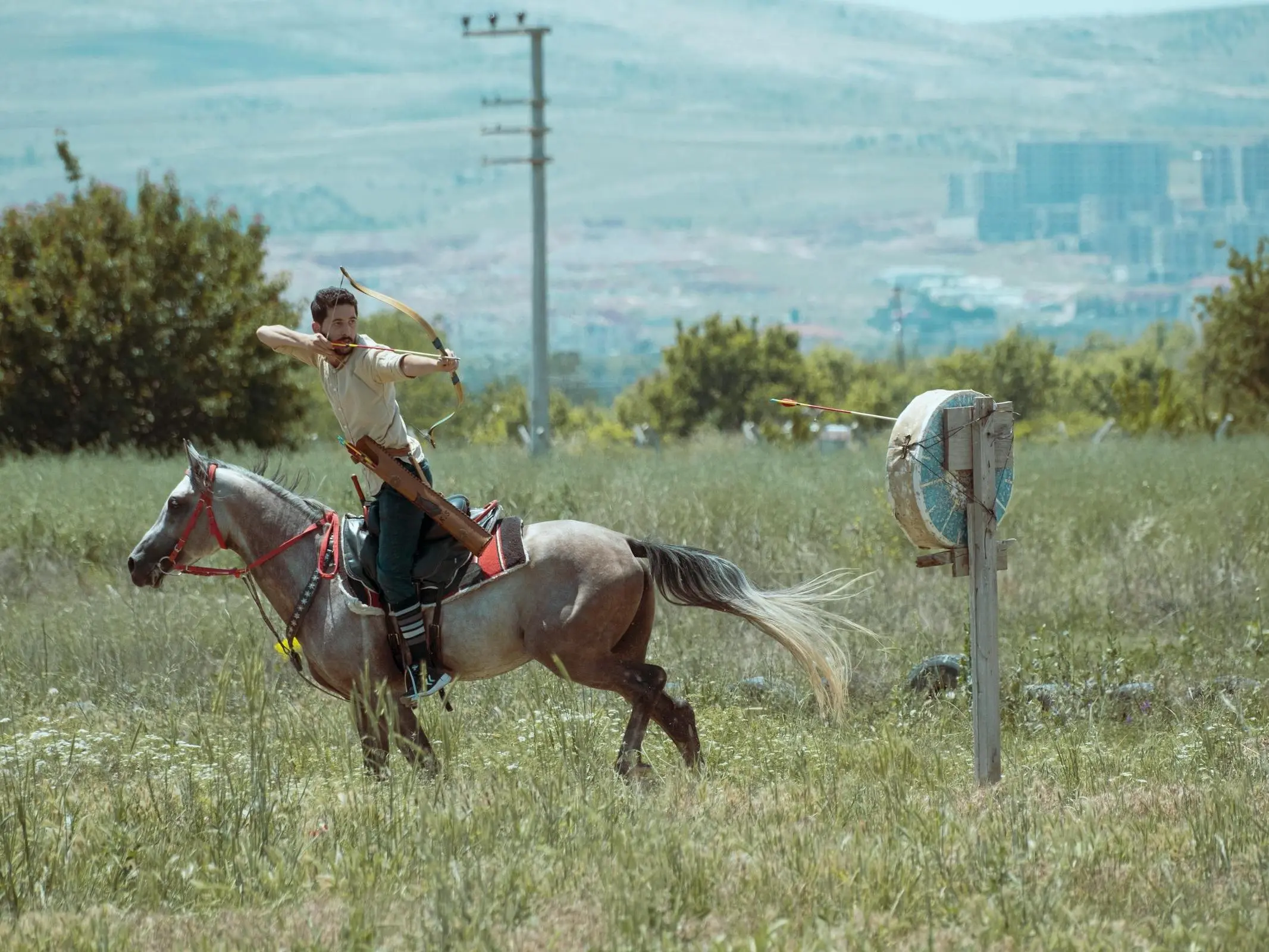 Turkish Arabian Horse