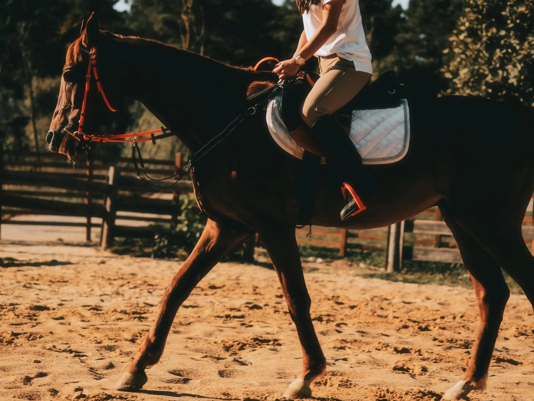 Turkish Arabian Horse