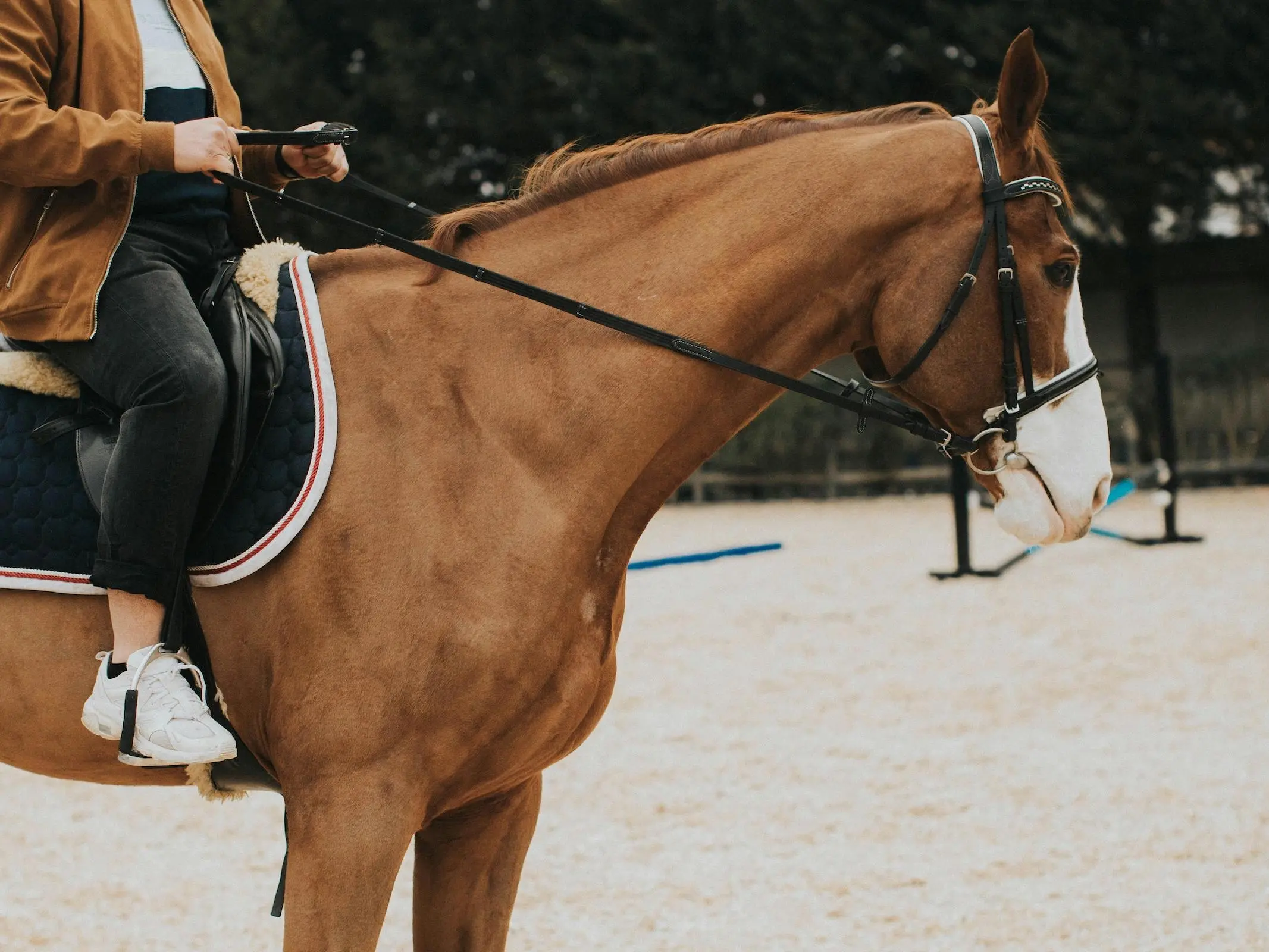 Turkish Thoroughbred Horse