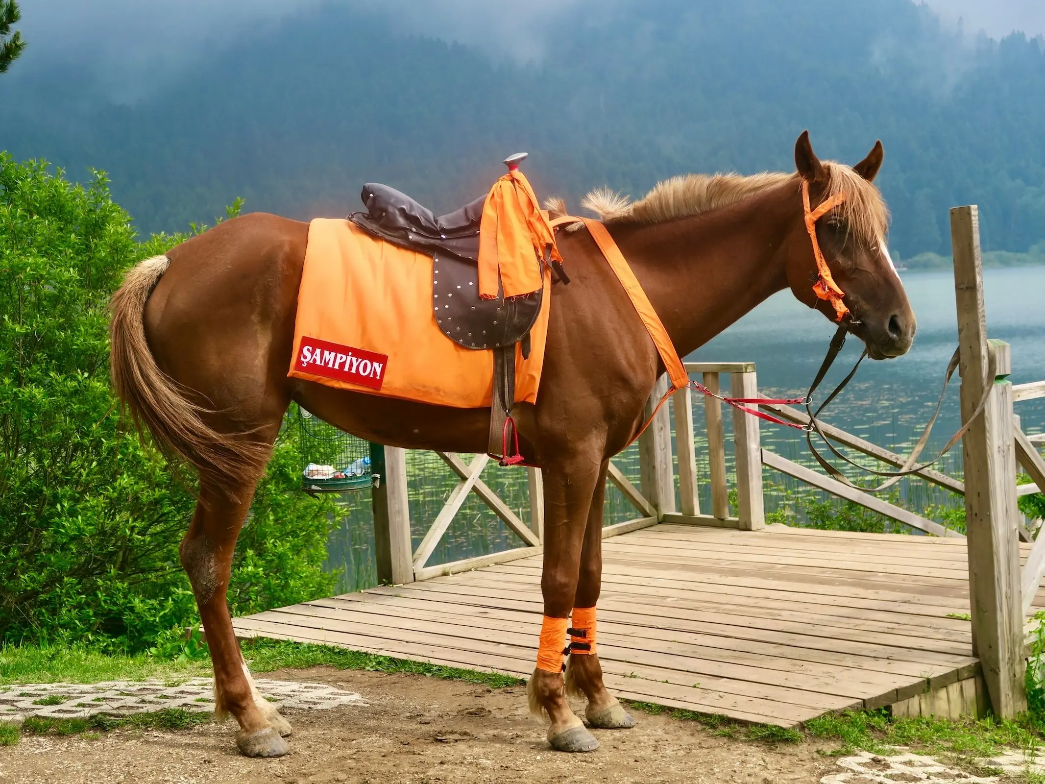 Turkish Thoroughbred Horse