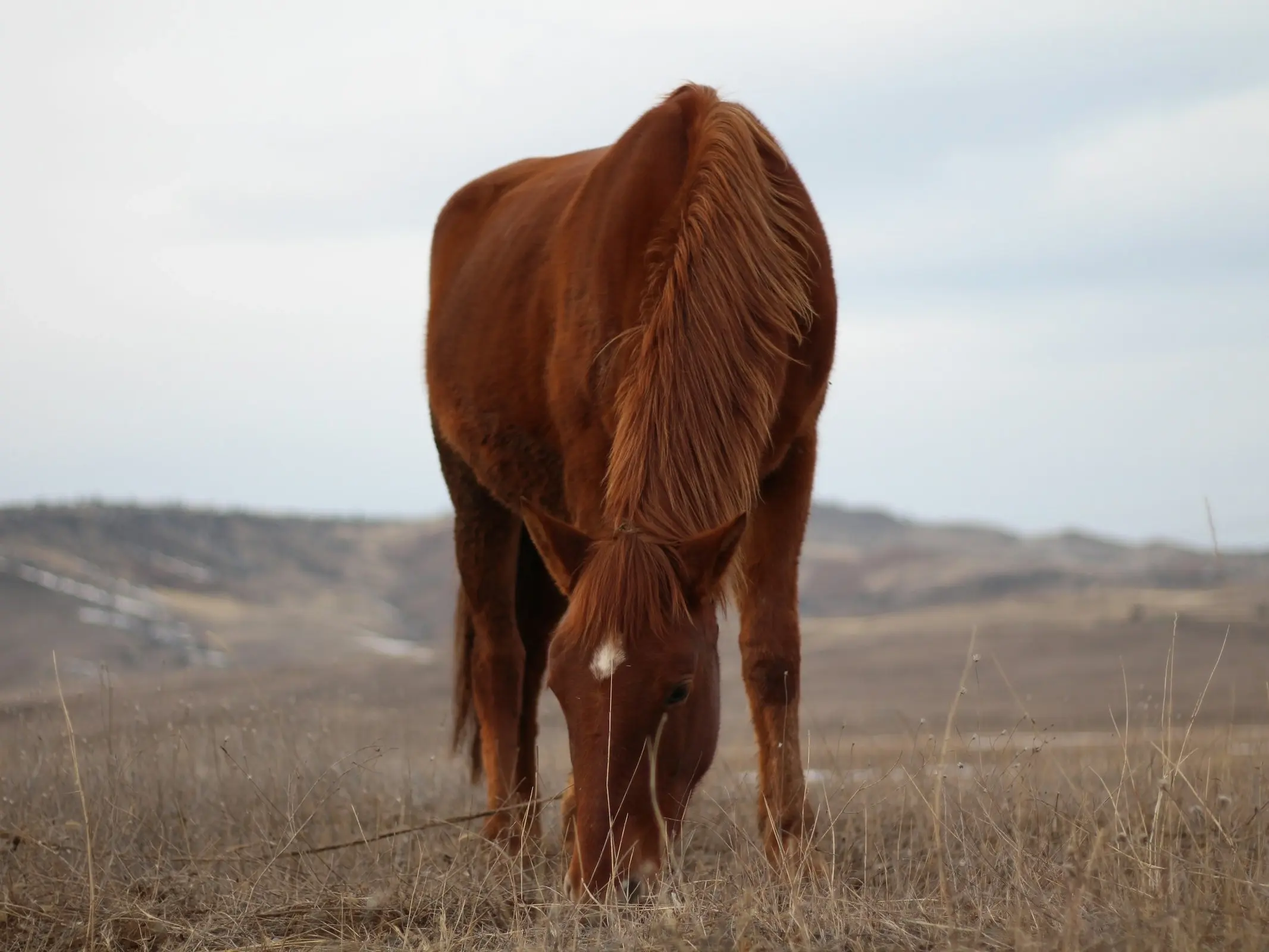 Tushin Horse