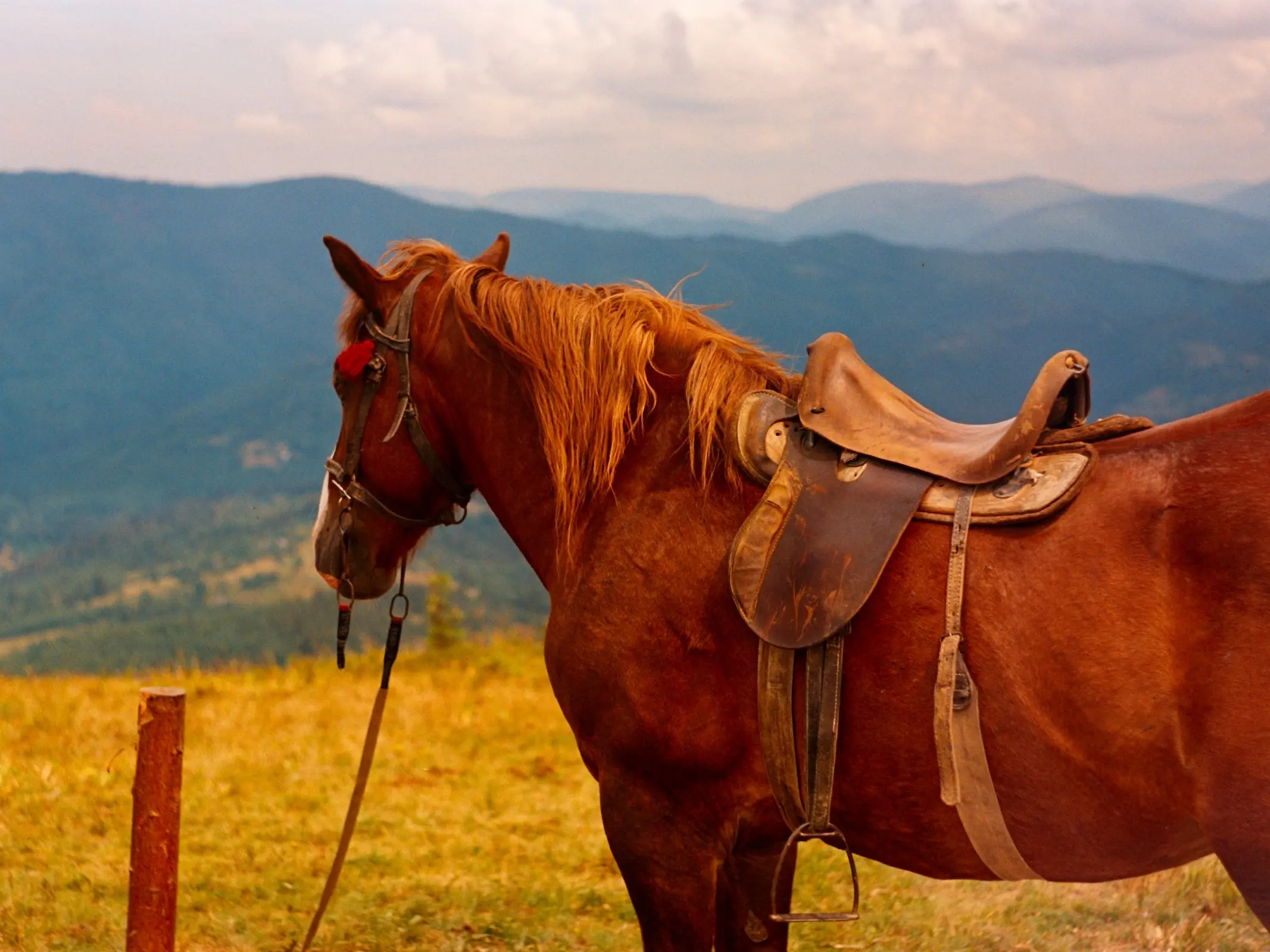 Ukrainian Saddle Horse