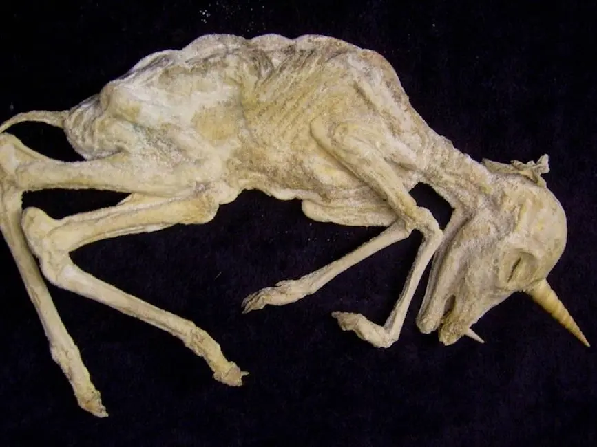 Skeleton of a unicorn