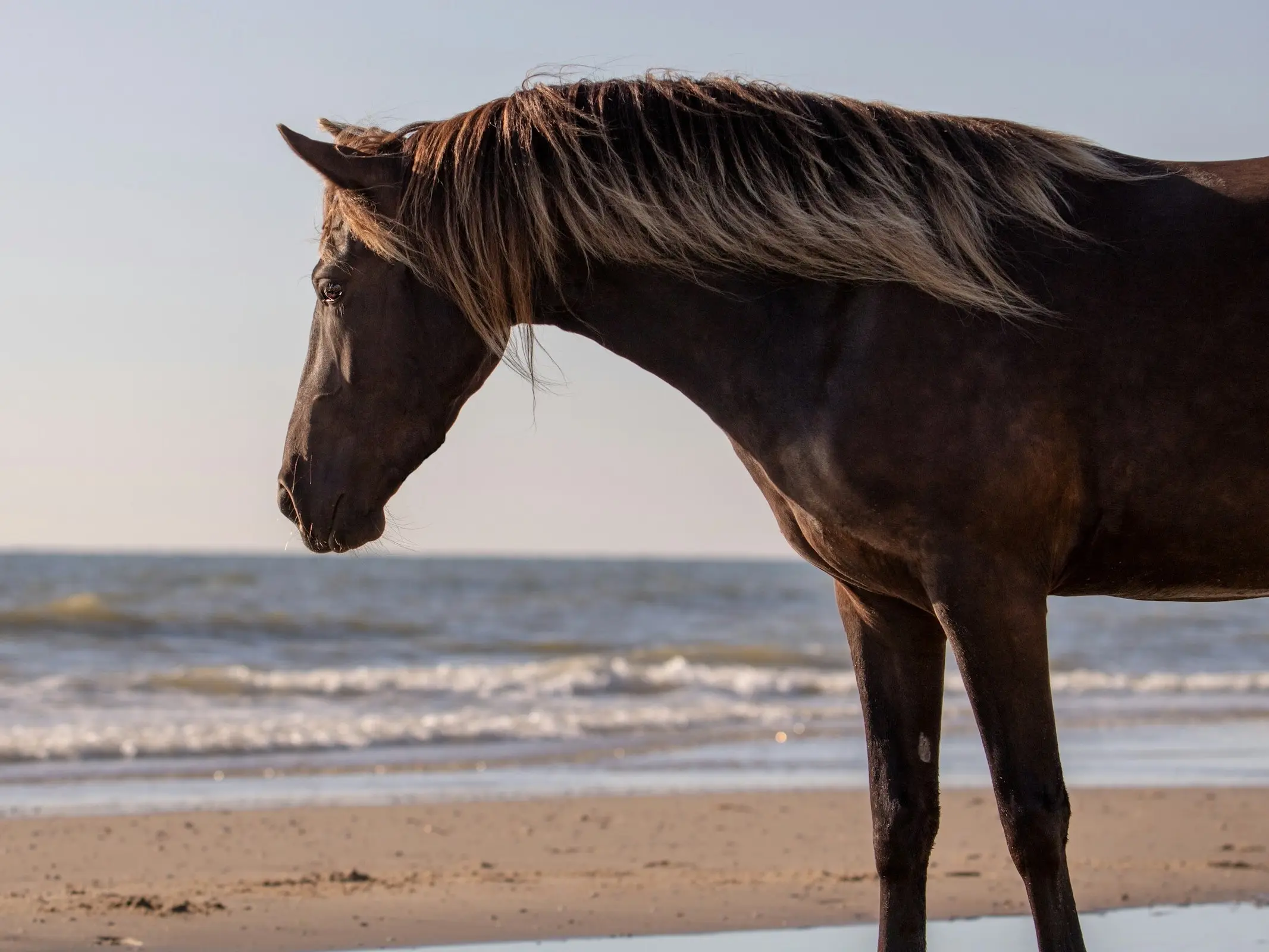 Stock horse image from Unsplash