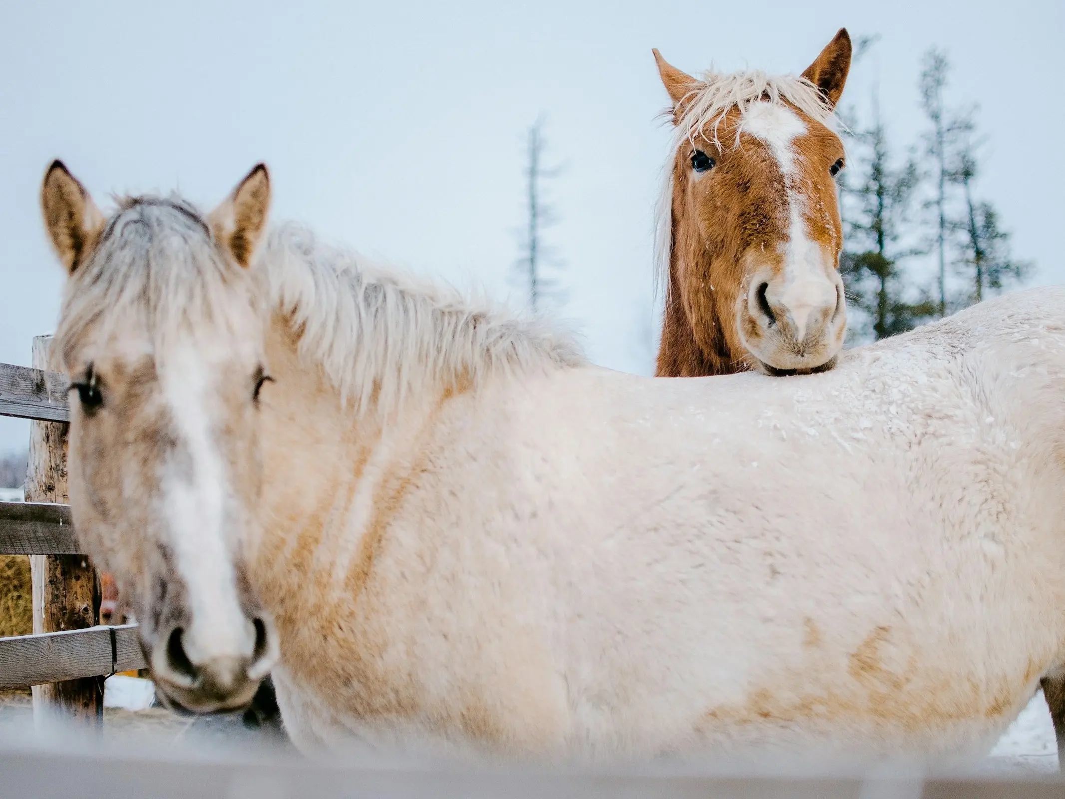 Upper Yenisei Horse