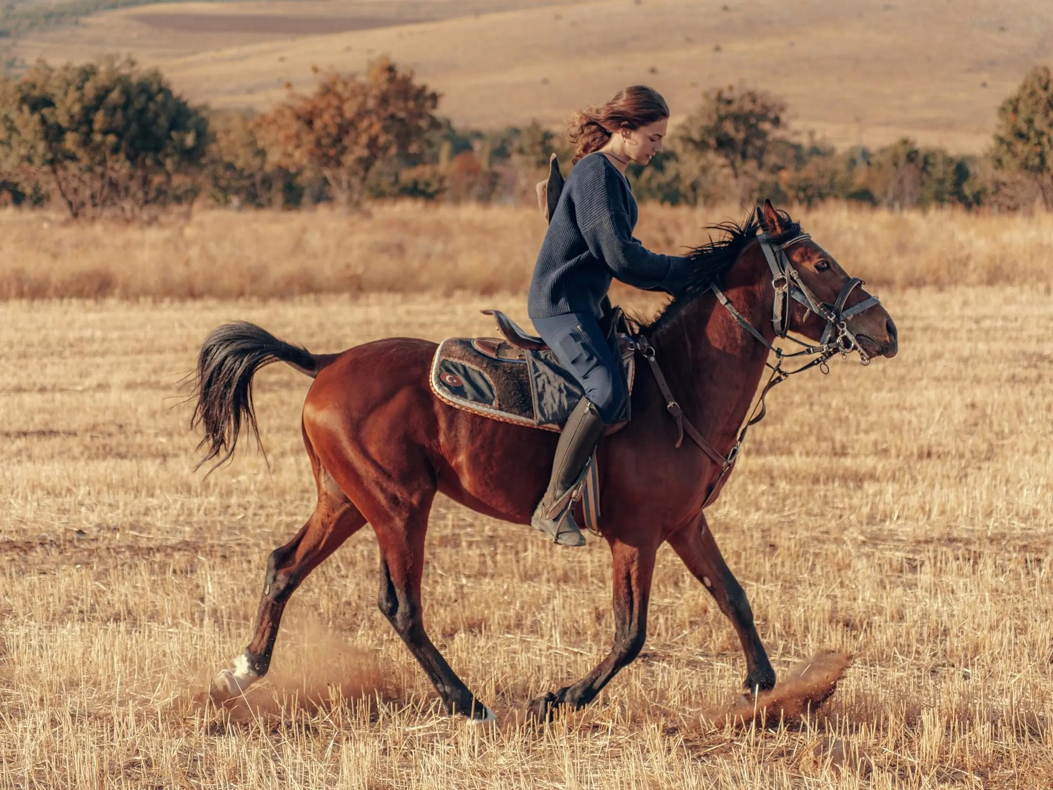 Uzunyayla Horse