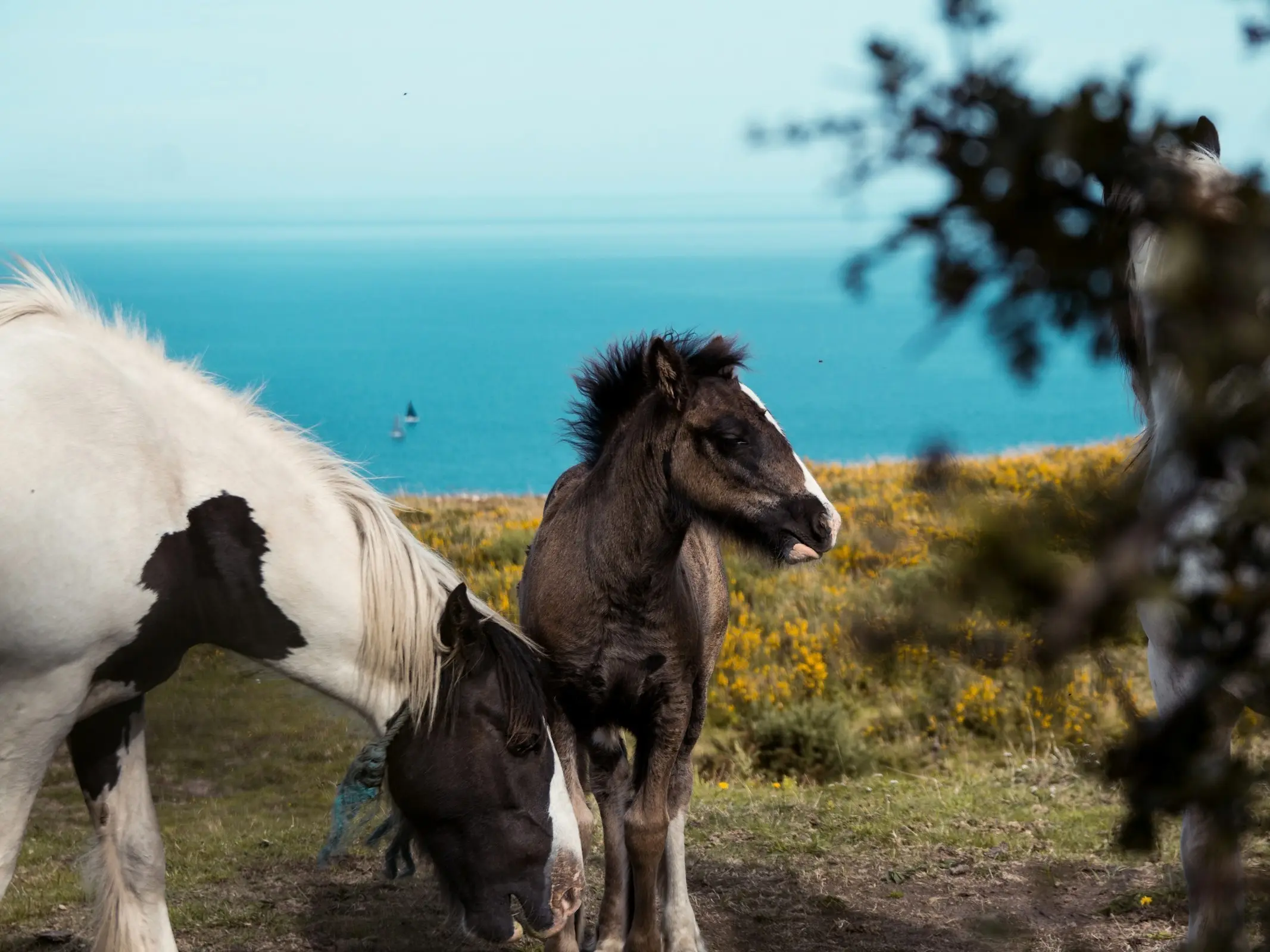 Vanner Horse