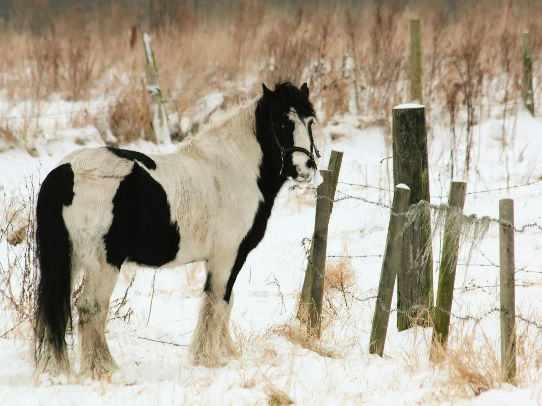 Vanner Horse