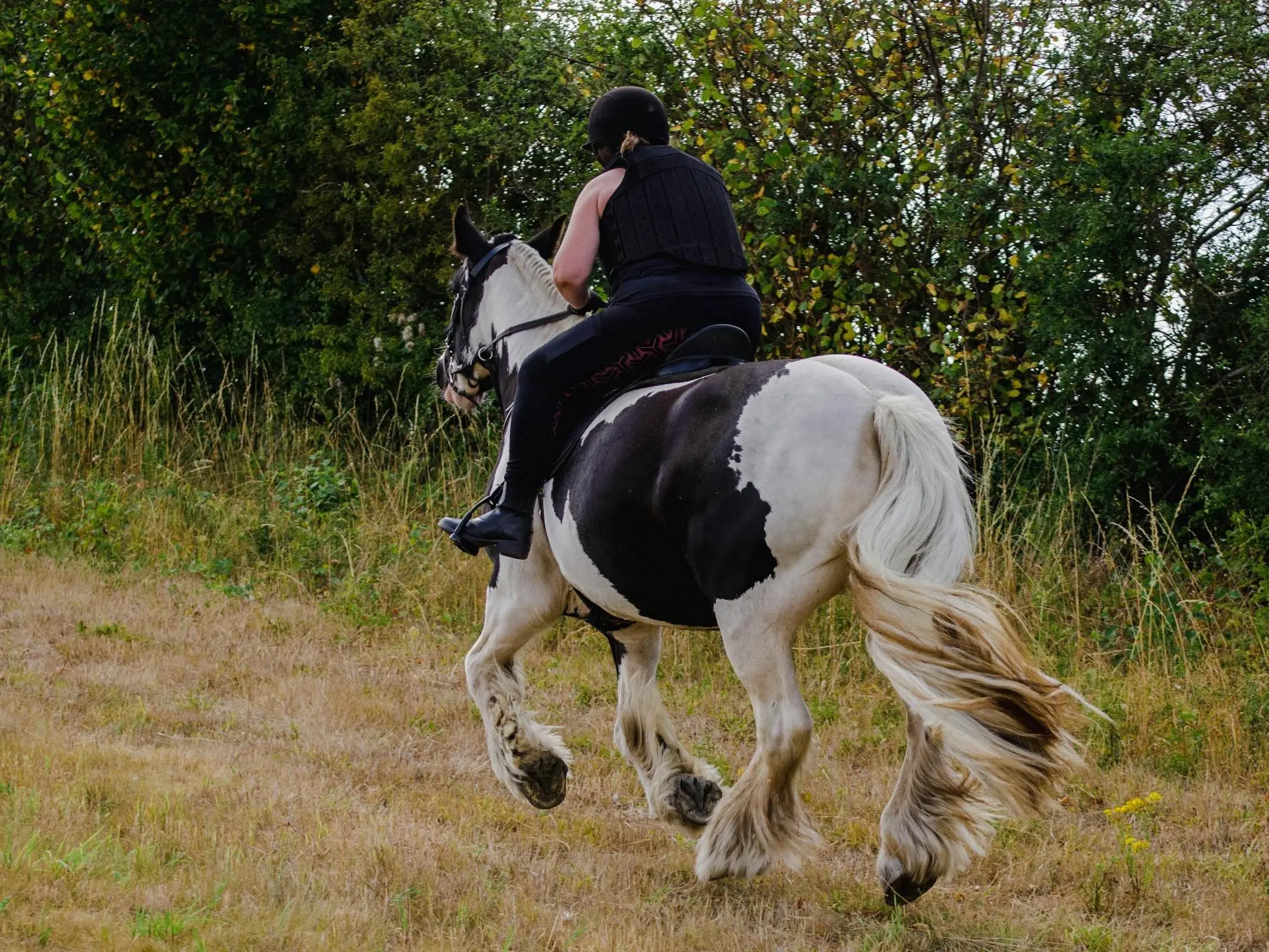 Vanner Horse