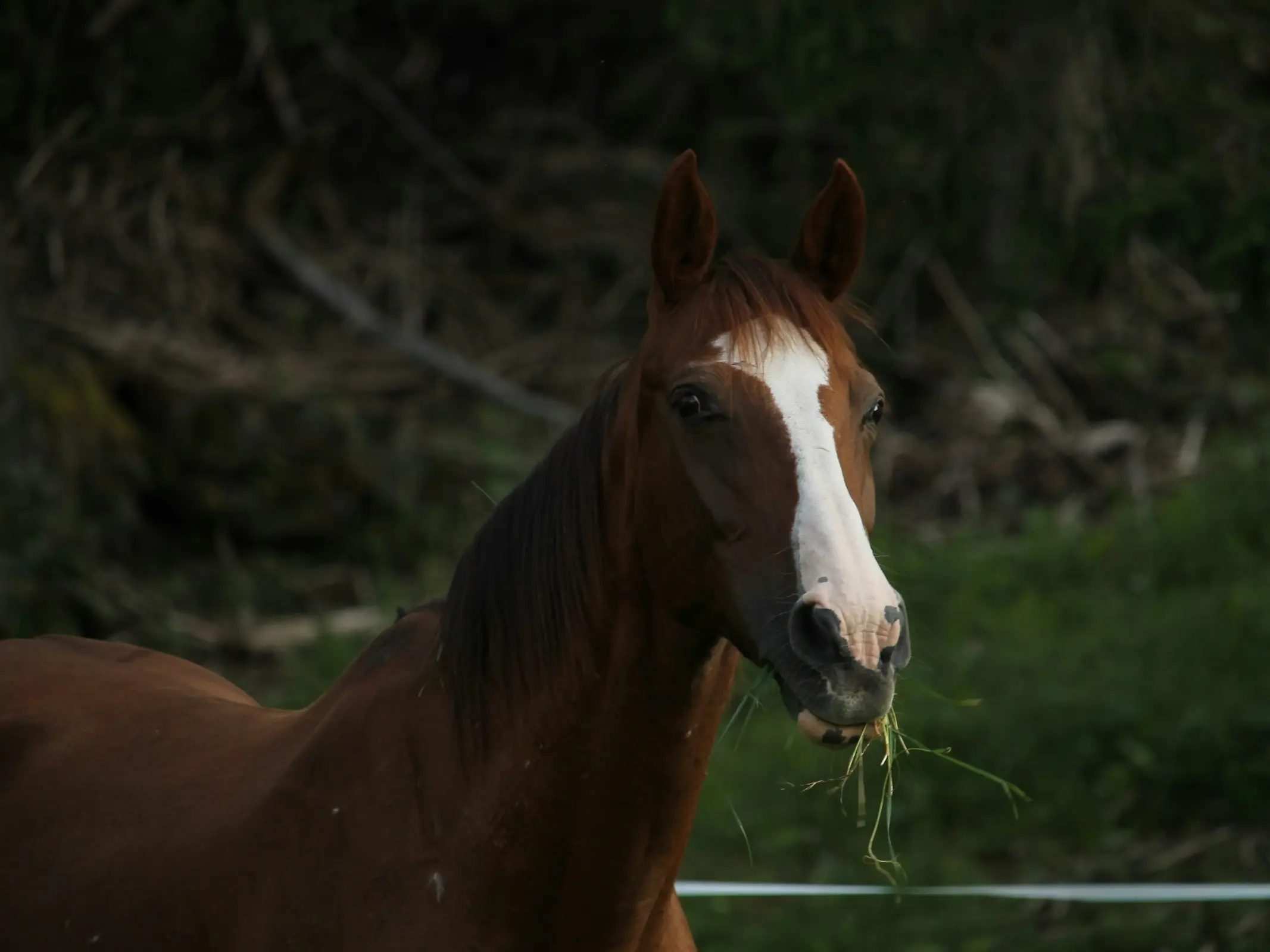 Ventasso Horse