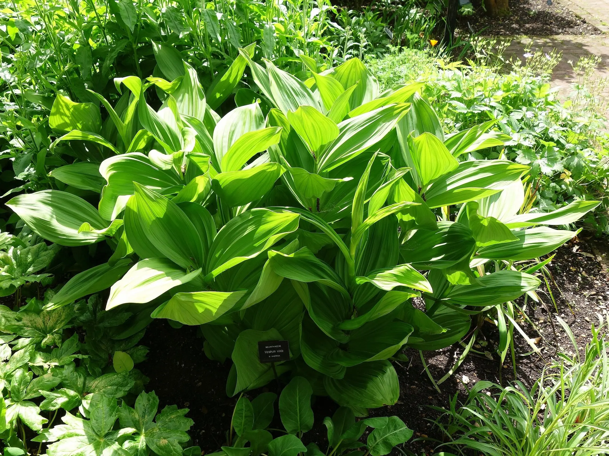 Green False Hellebore