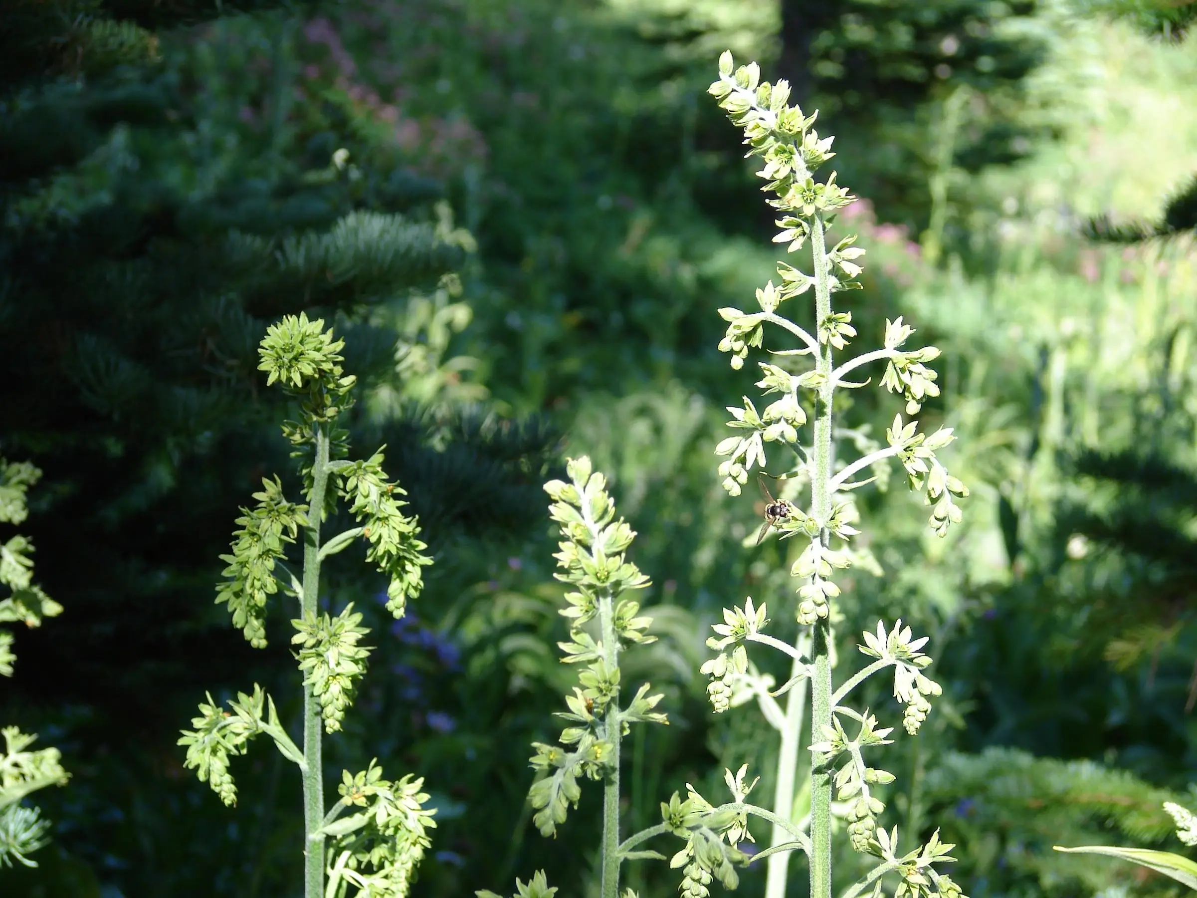 Green False Hellebore