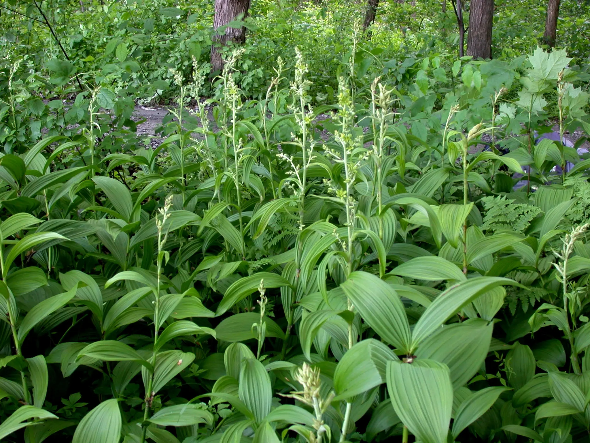 Green False Hellebore