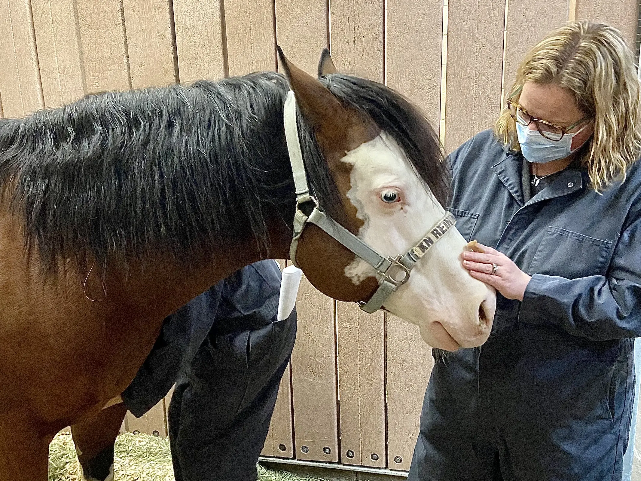 Horse with vet