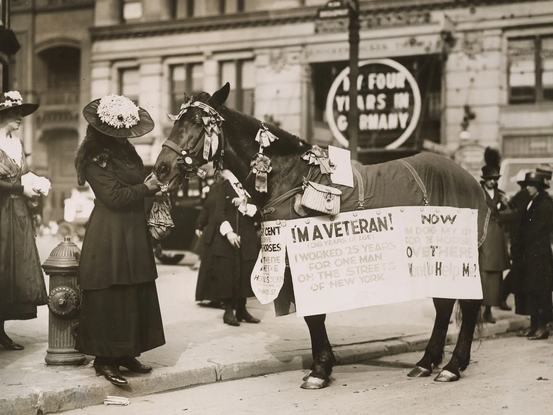 A horse standing in the street with a sign that says 'I'm a veteran'