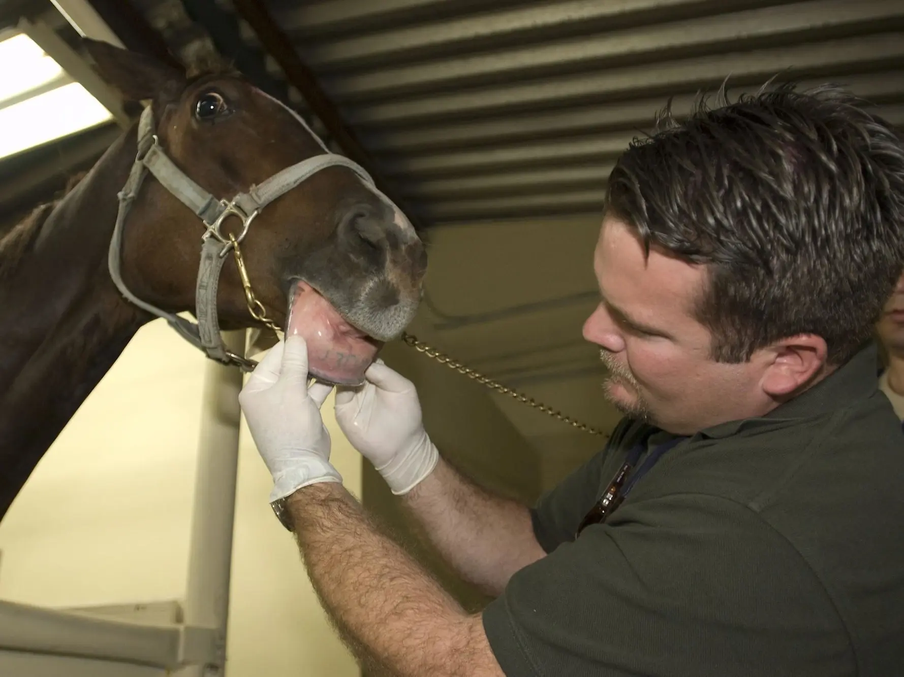 Man with gloves inspecting a horse