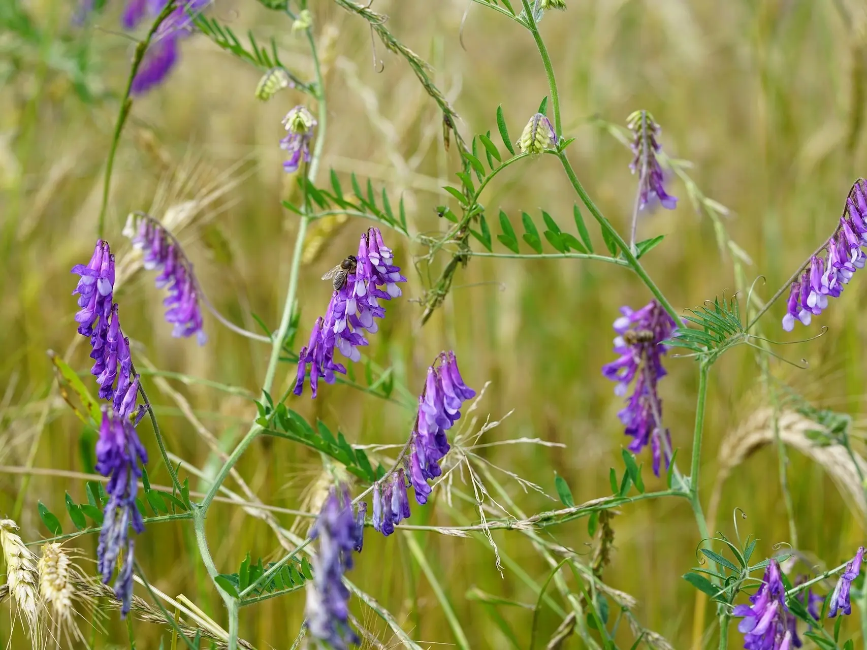 Hairy Vetch