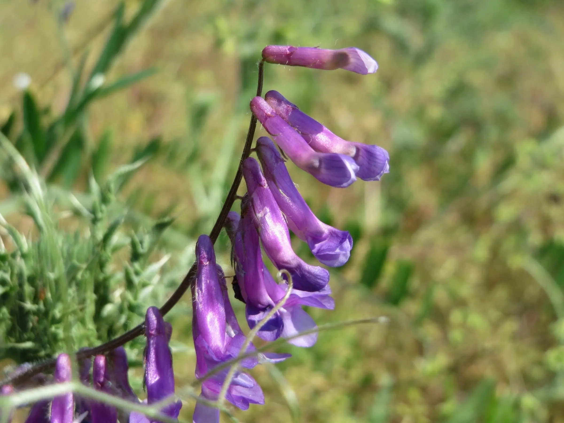 Hairy Vetch