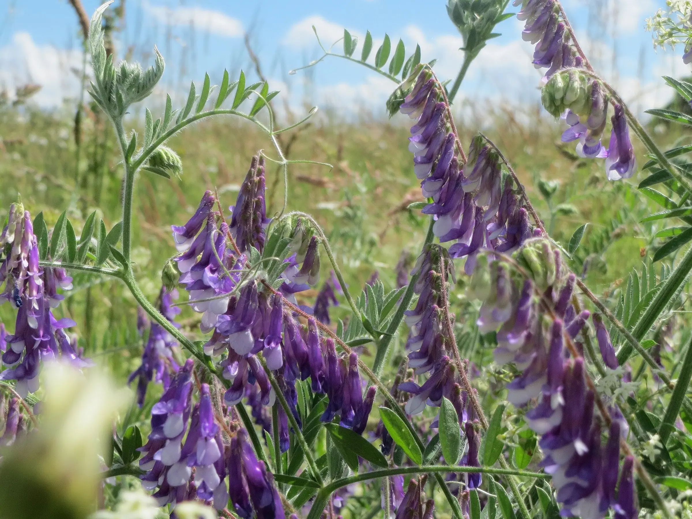 Hairy Vetch