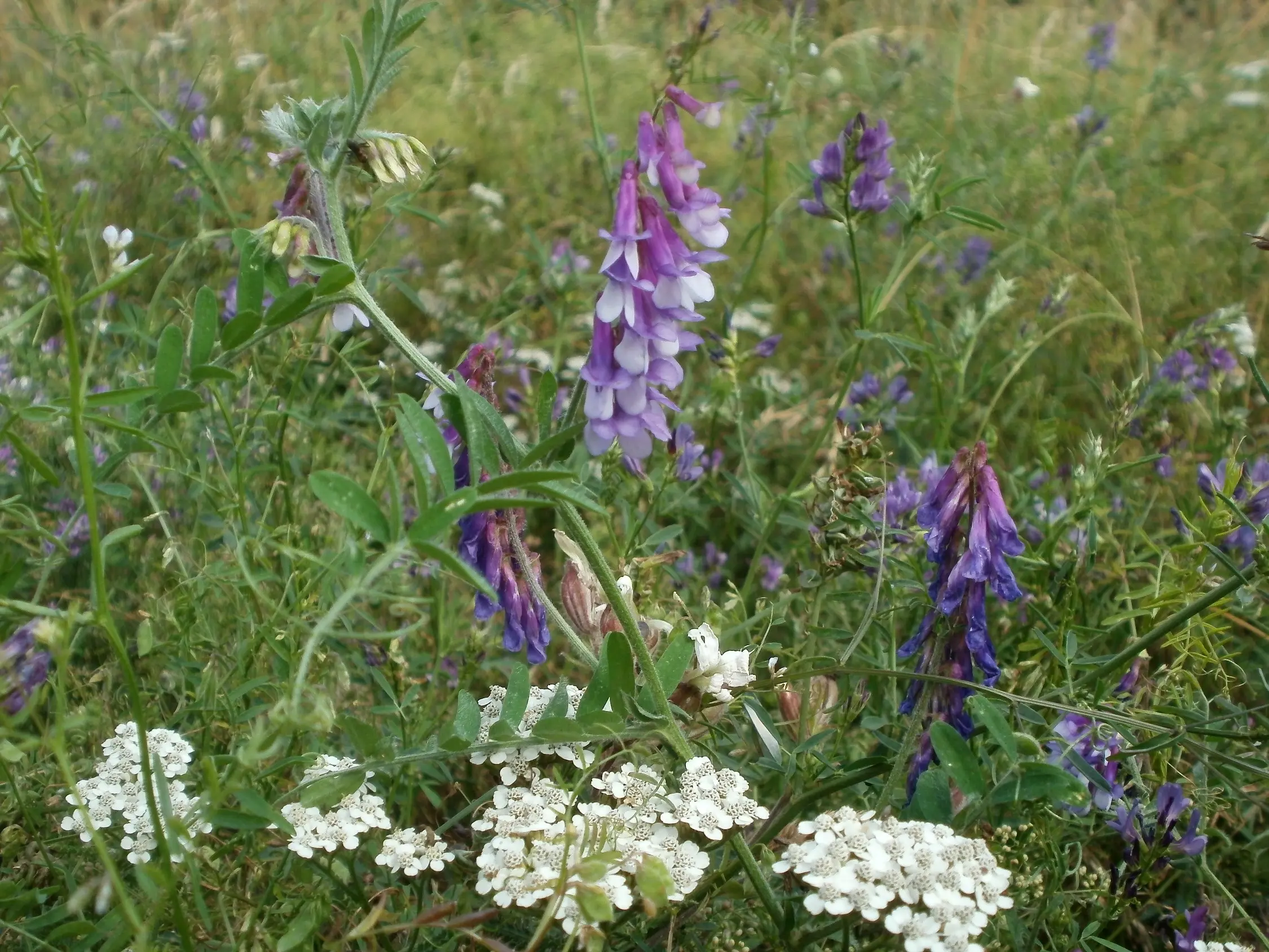 Hairy Vetch