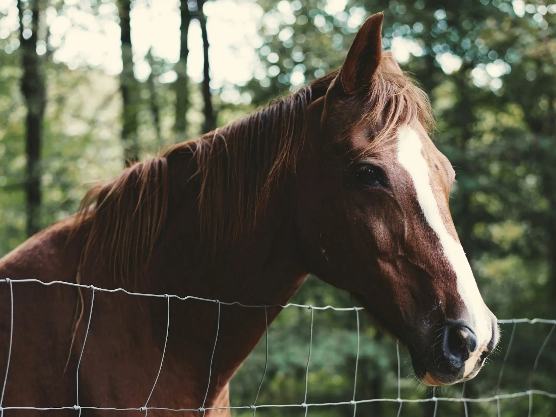 Highlander Horse