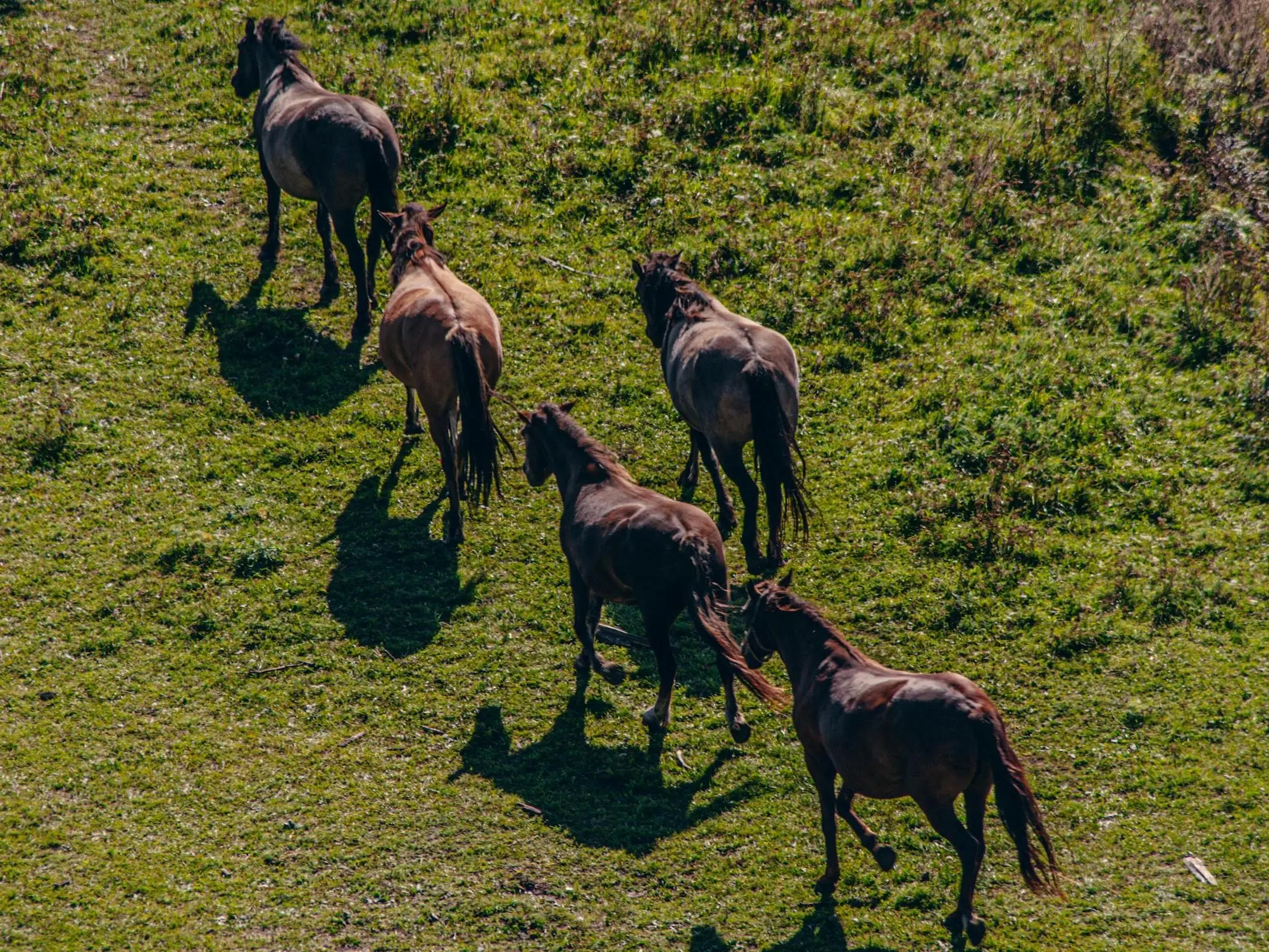 Vyatka Horse