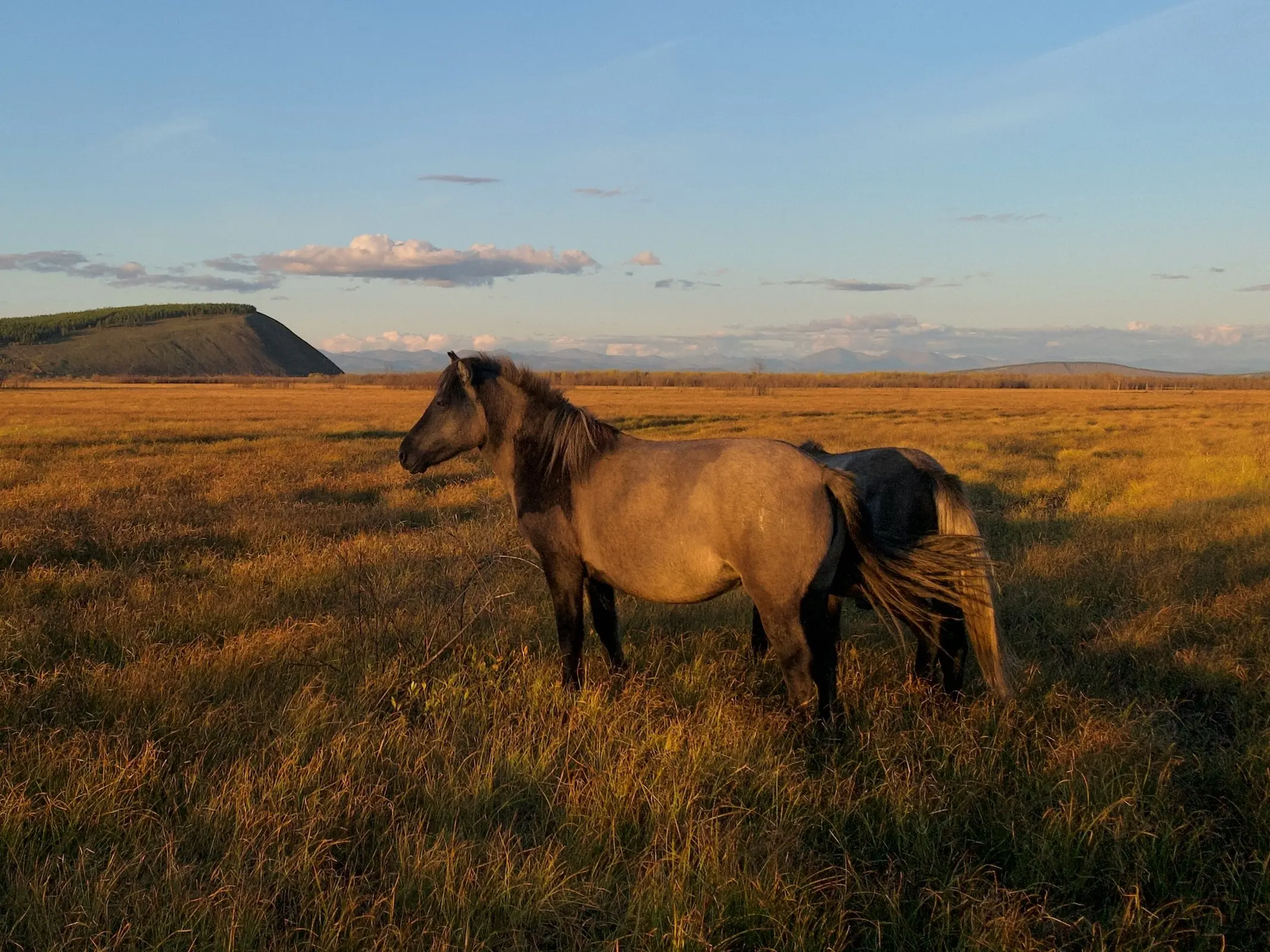 Horse with bider marks