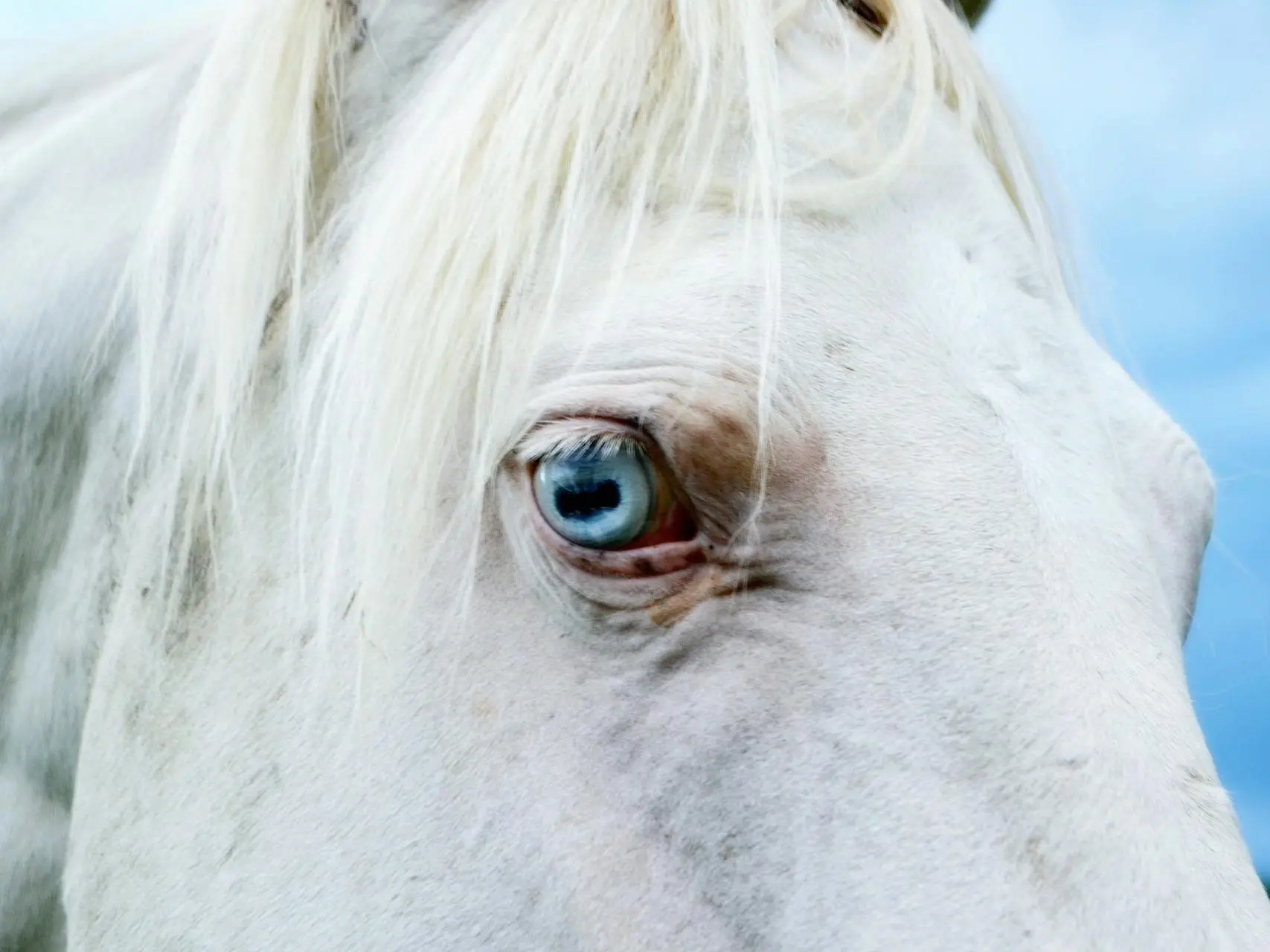 Horse with wall eye sclera