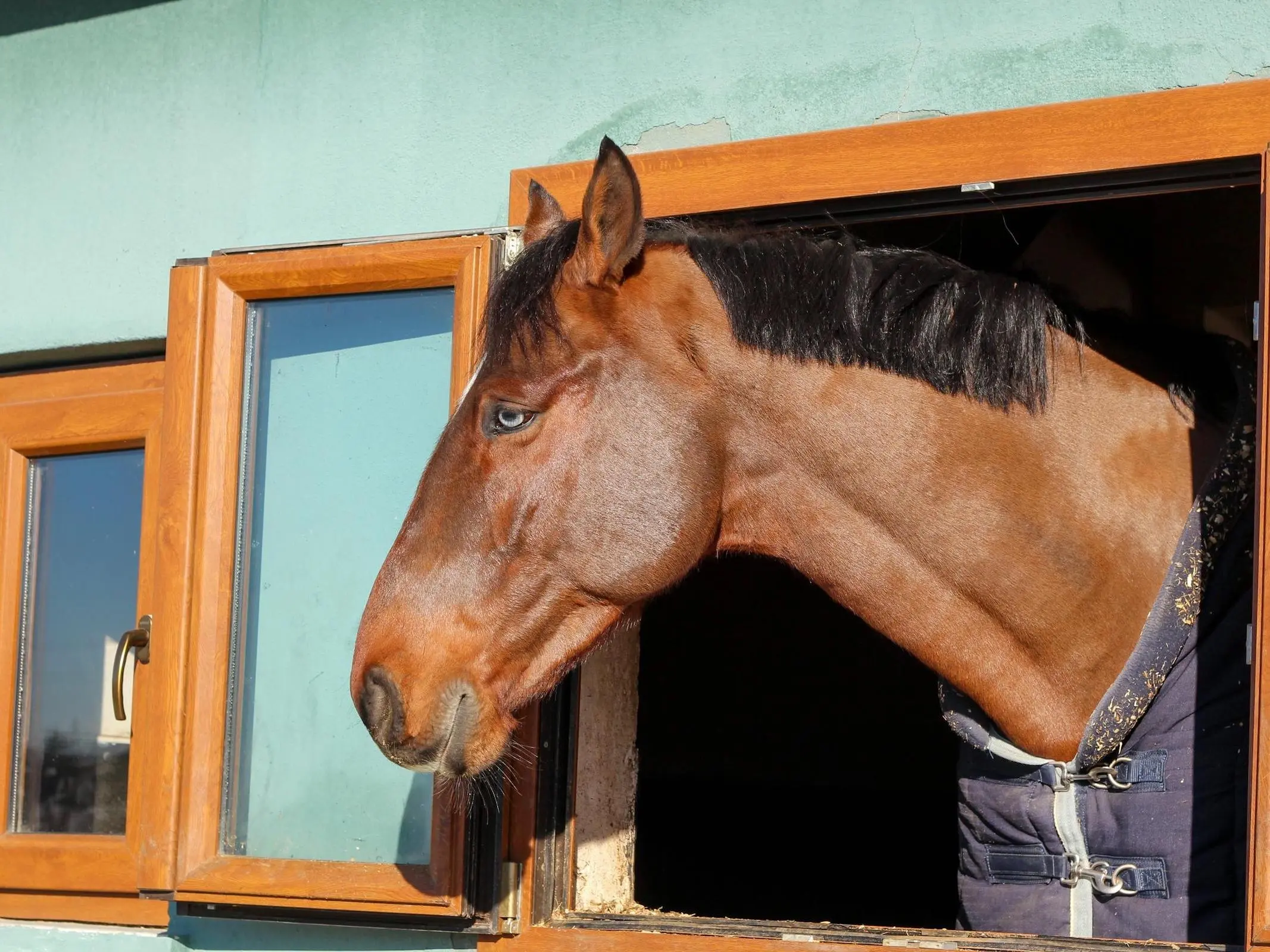 Horse with wall eye sclera