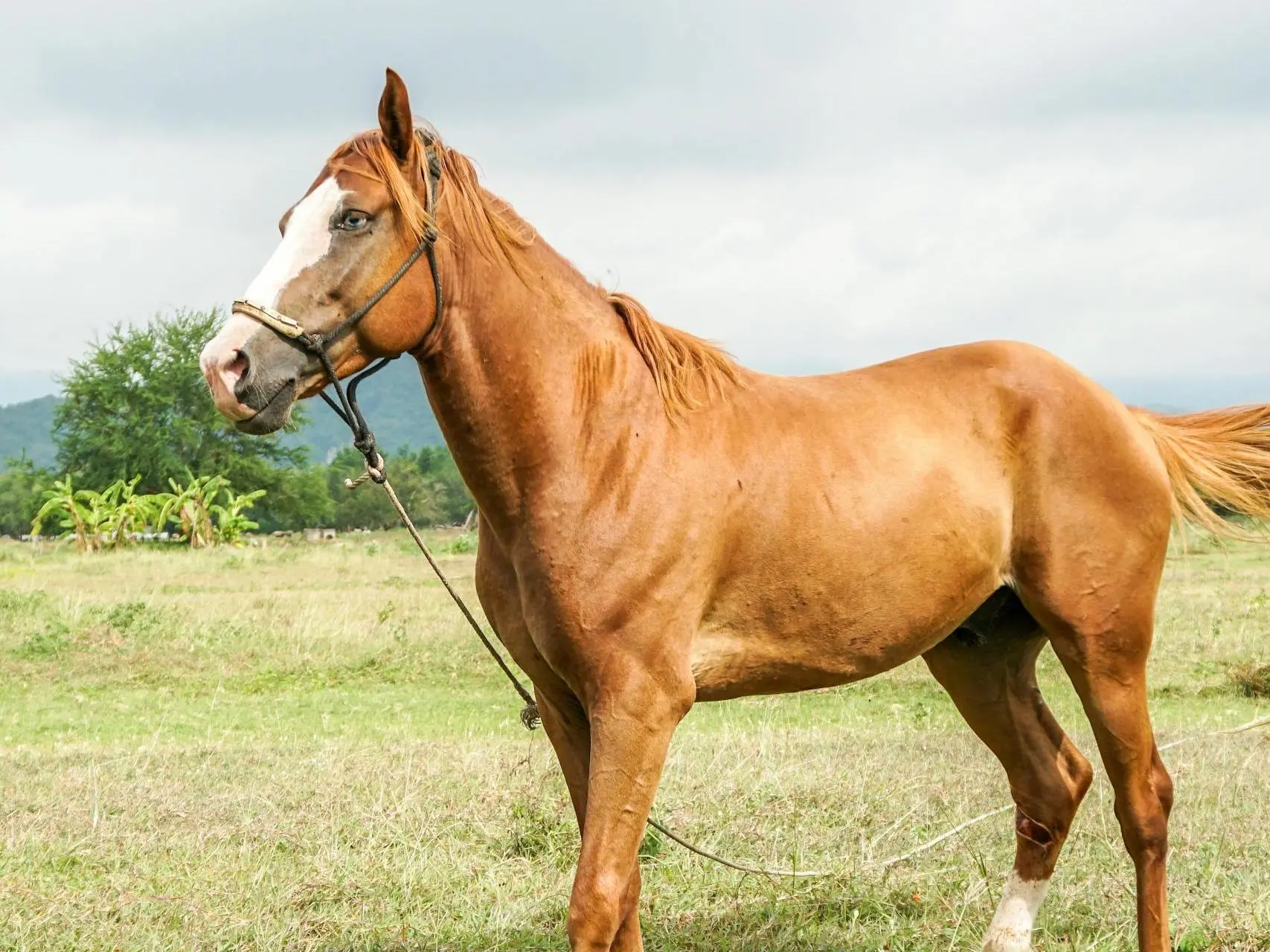 Horse with wall eye sclera